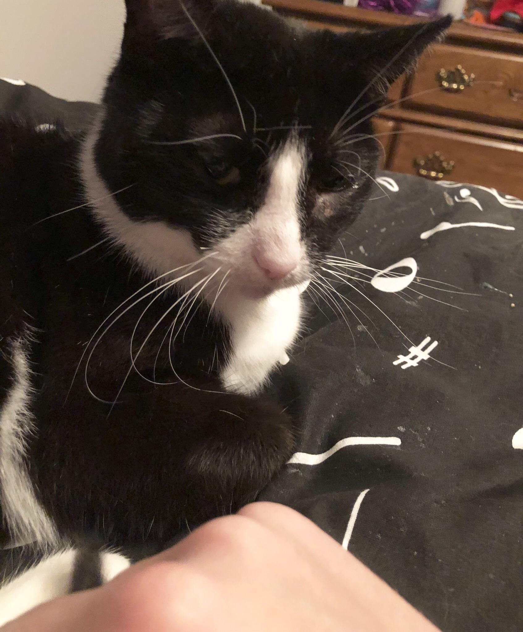 This is my cat Xena. The left side of her face is swollen