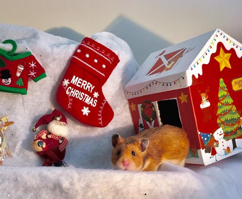 Happy Christmas Hammy The Wonder Hamster Hammy Holidays from Windy City Hamstery! hamsters