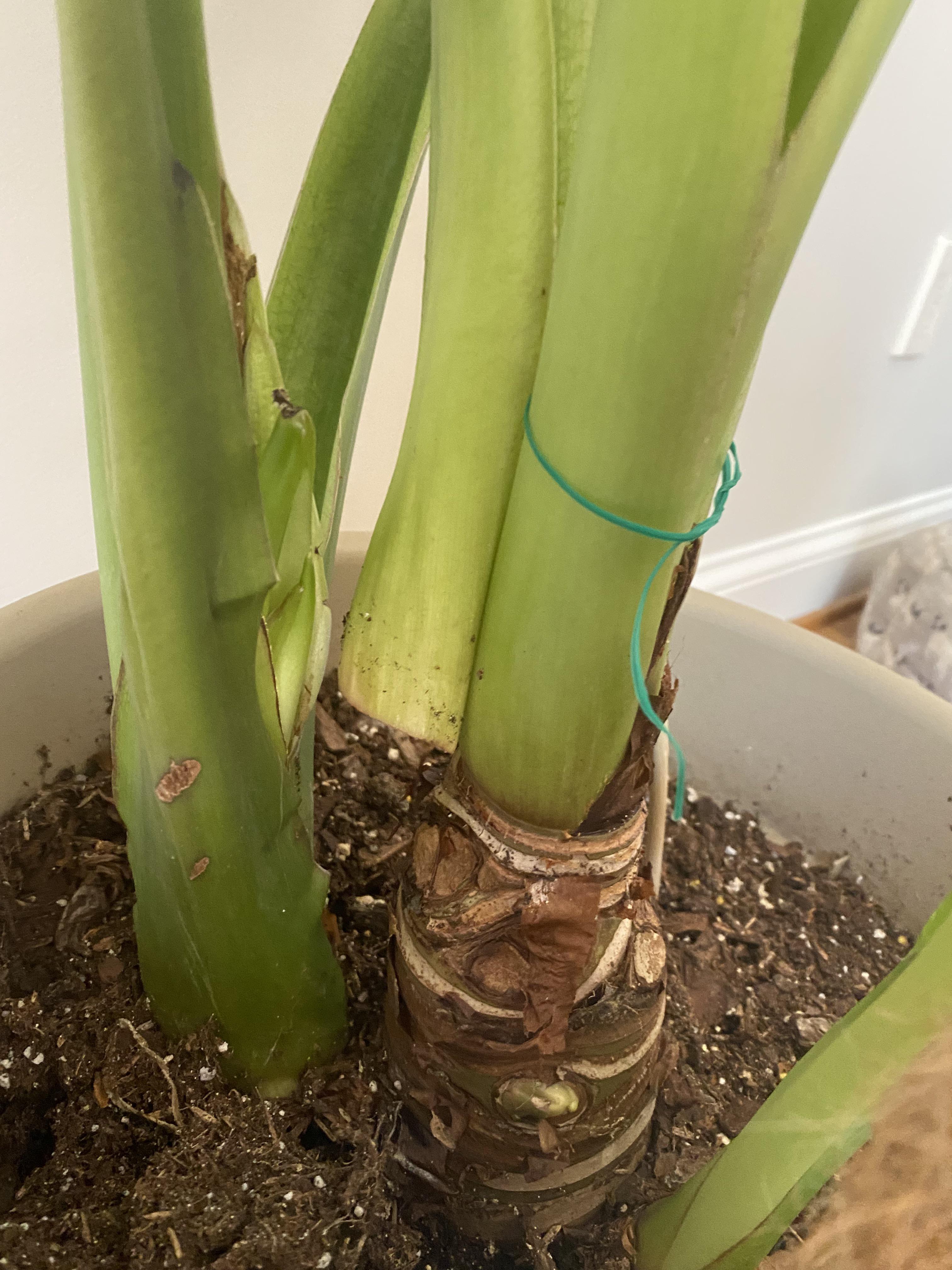 Elephant ear stem broke off, leaf is ok. Now what? r/plantclinic