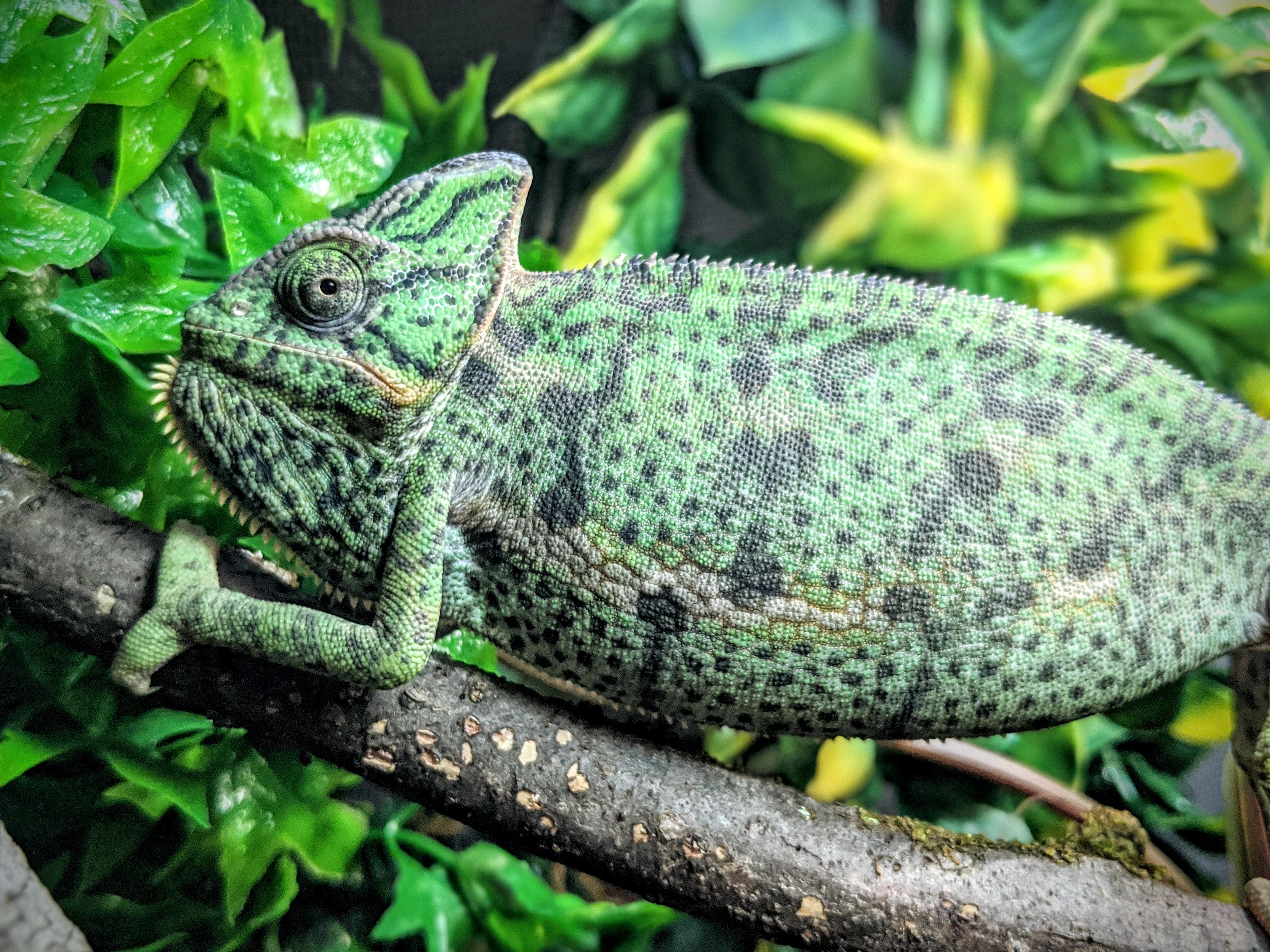 Camo the Chamelon is acting territorial over his space for the first