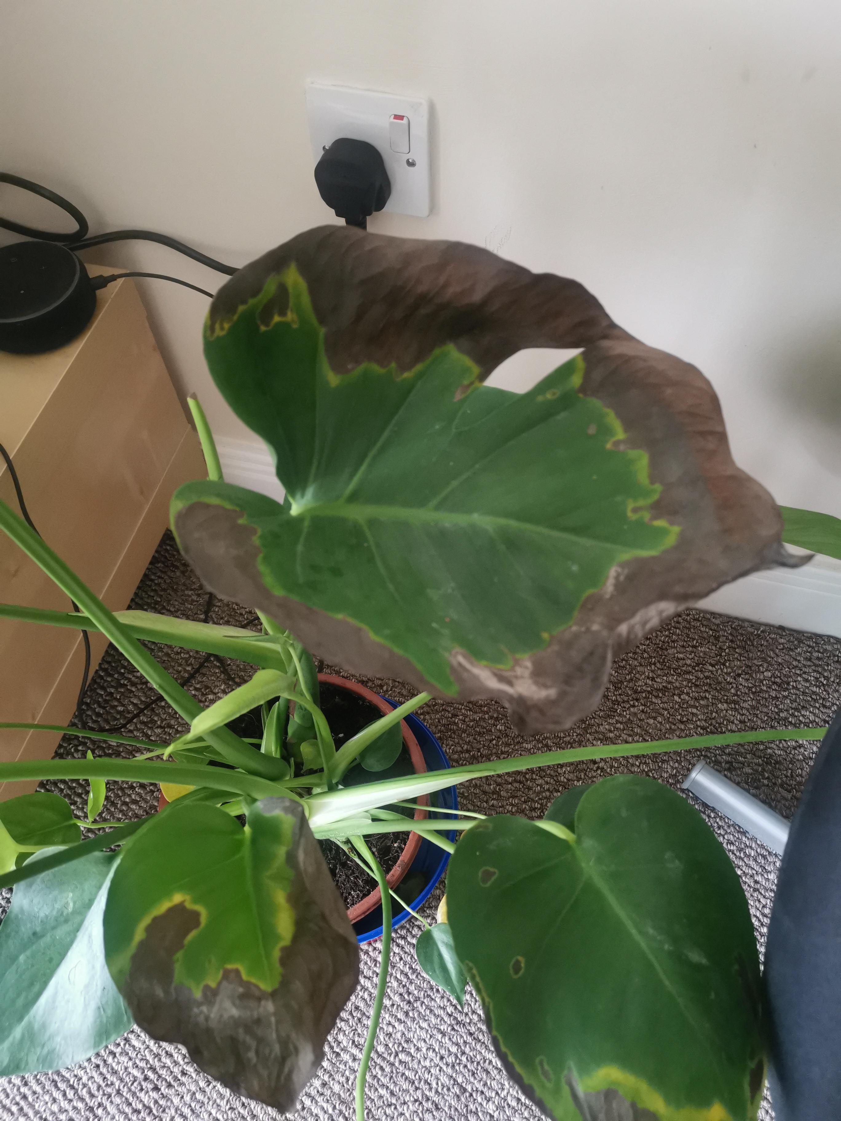 Help! How do I stop the leaves going brown? I've never had one of these