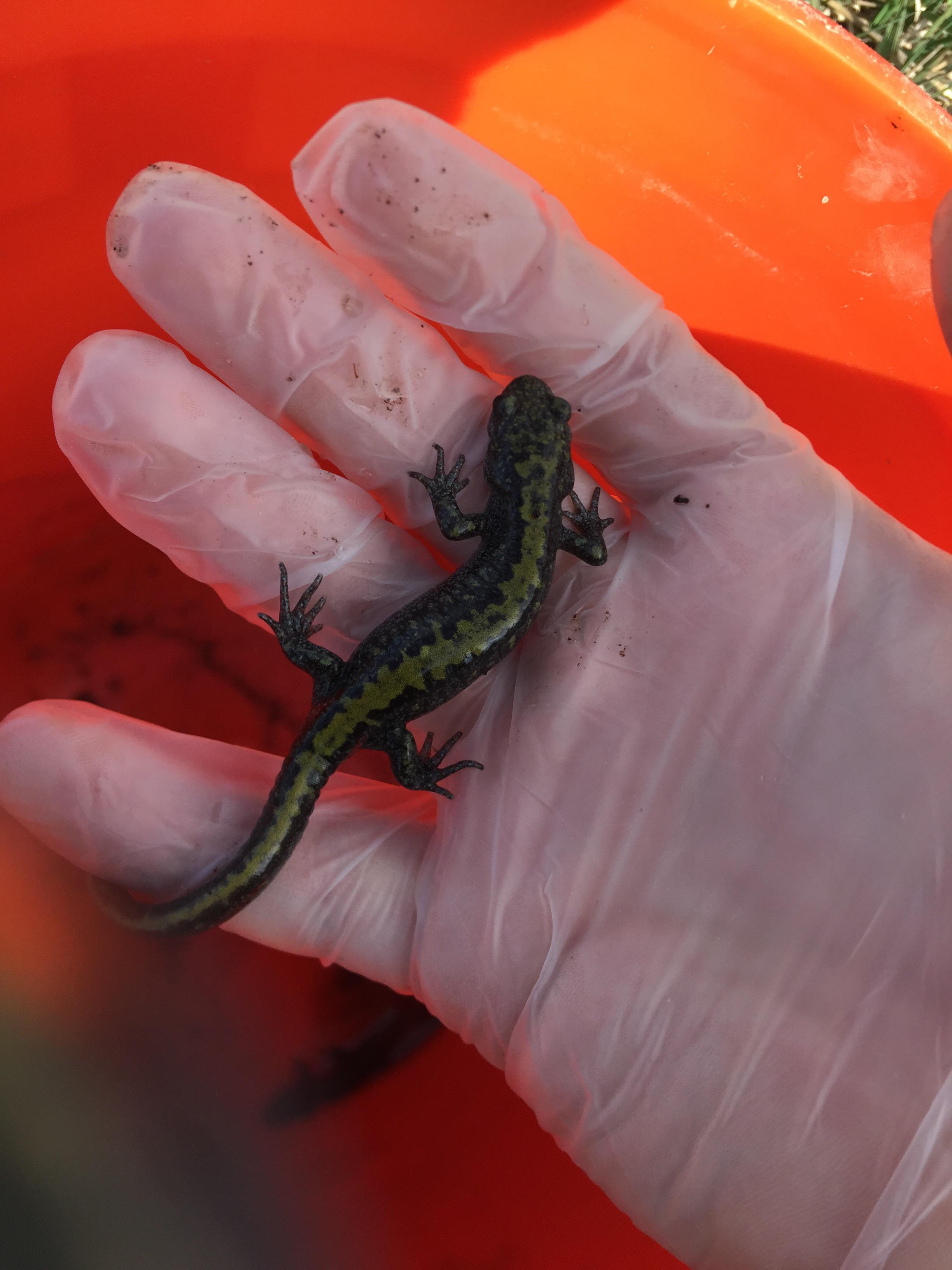 Found in Spokane, WA. I’m thinking it’s either a Dunn’s salamander or a