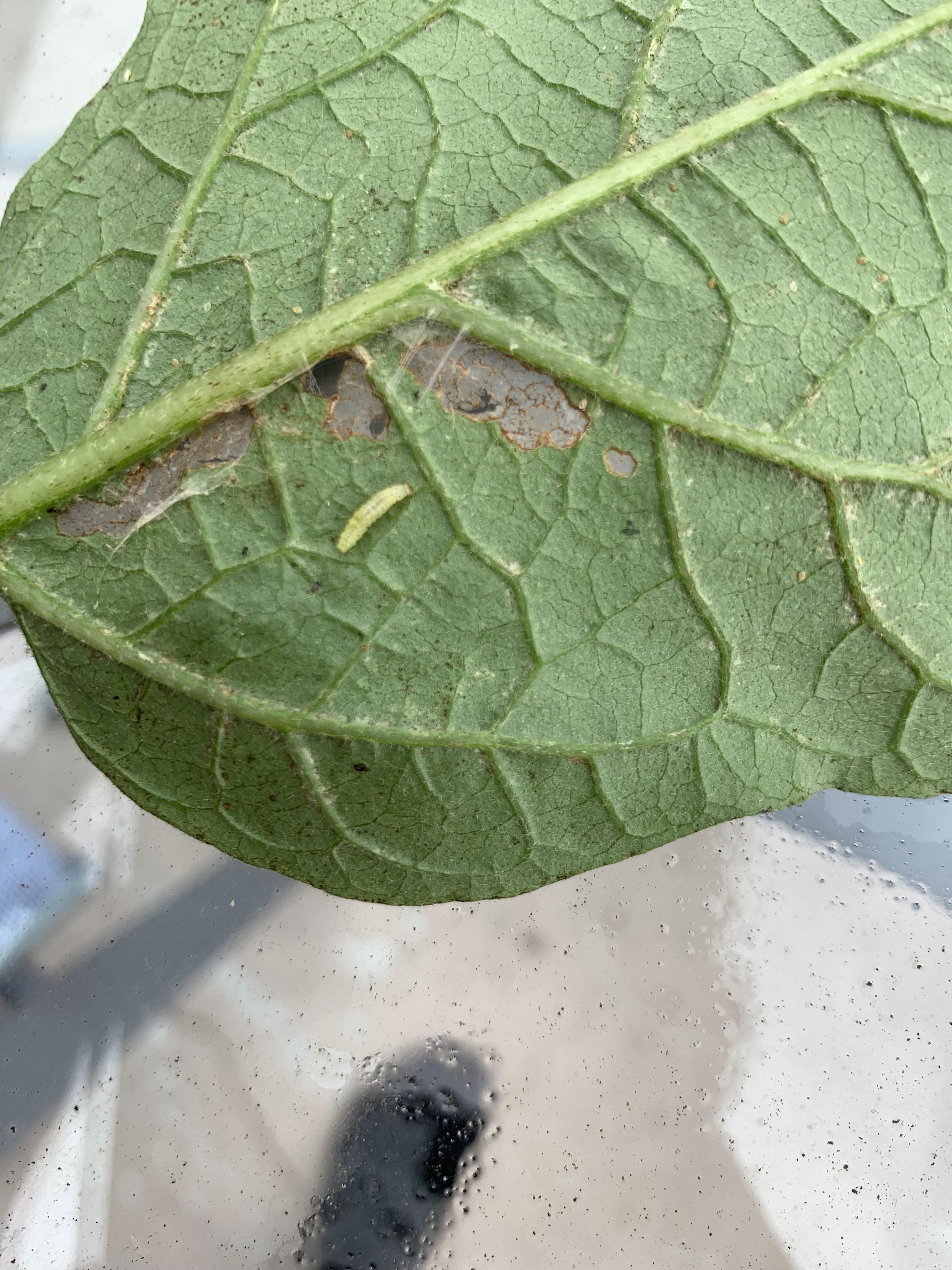 Any ideas what’s eating my eggplant leaves? r/plantclinic