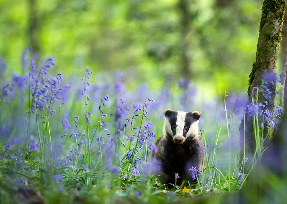 🔥 Badger in blue flowers r/NatureIsFuckingLit