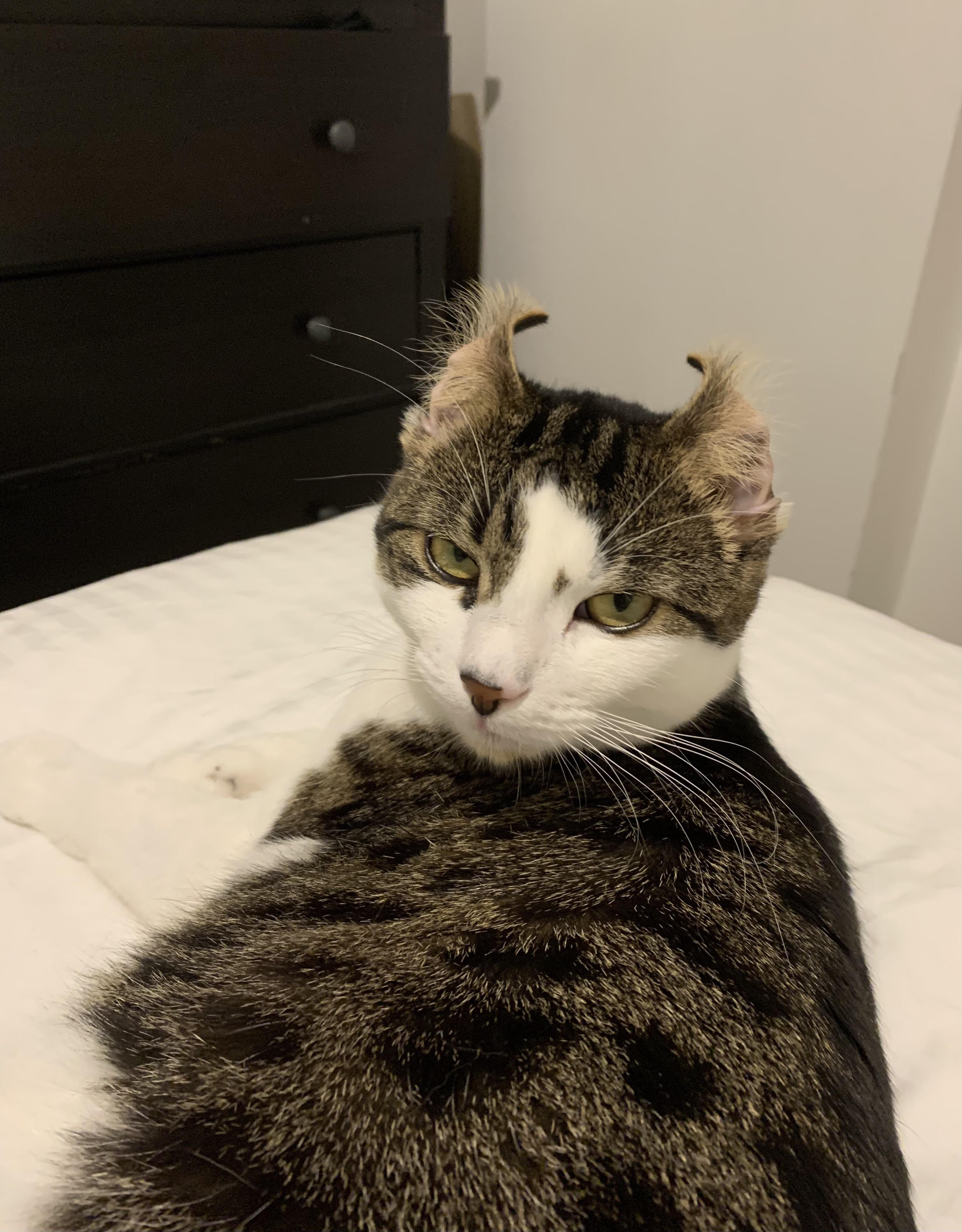 Cat ears flipped inside out after cleaning herself cats