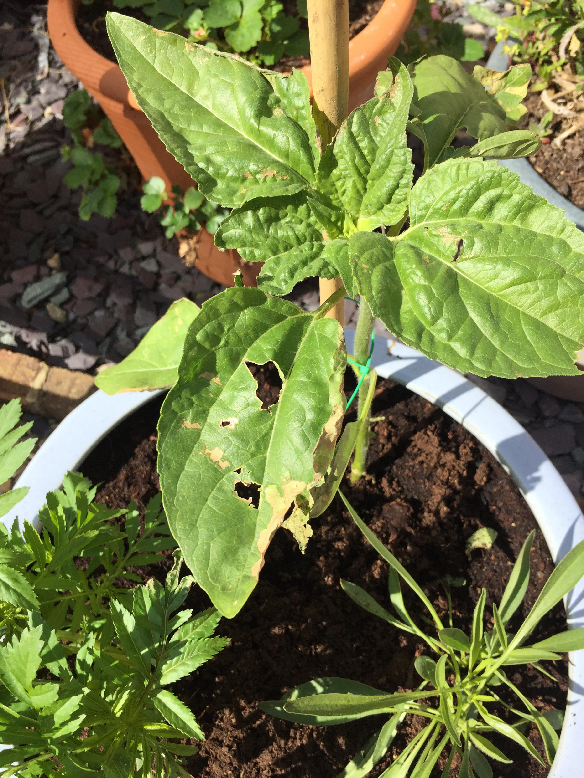 Sunflower leaves crispy r/plantclinic