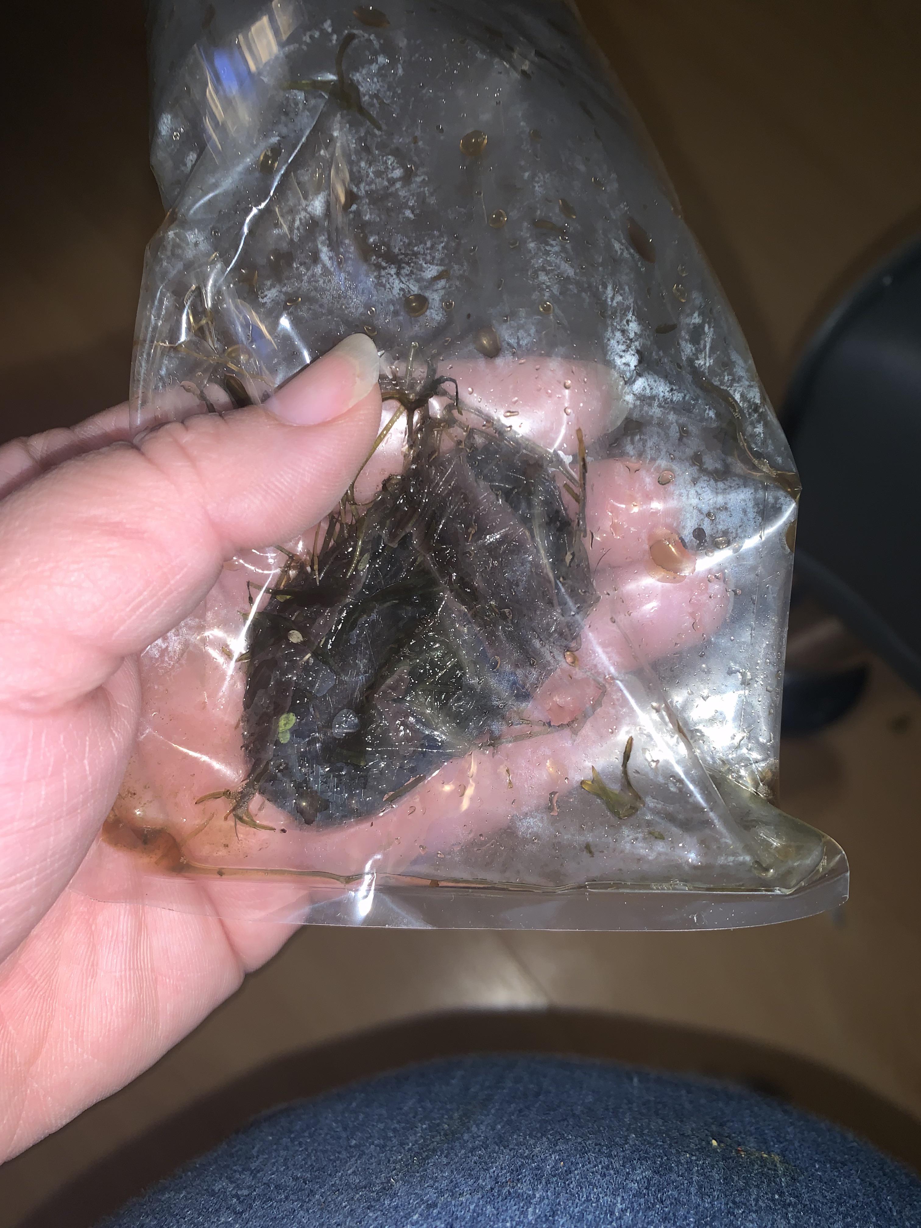 This plants dead right? r/Aquariums