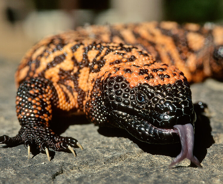 The Gila monster is the only venomous lizard native to the