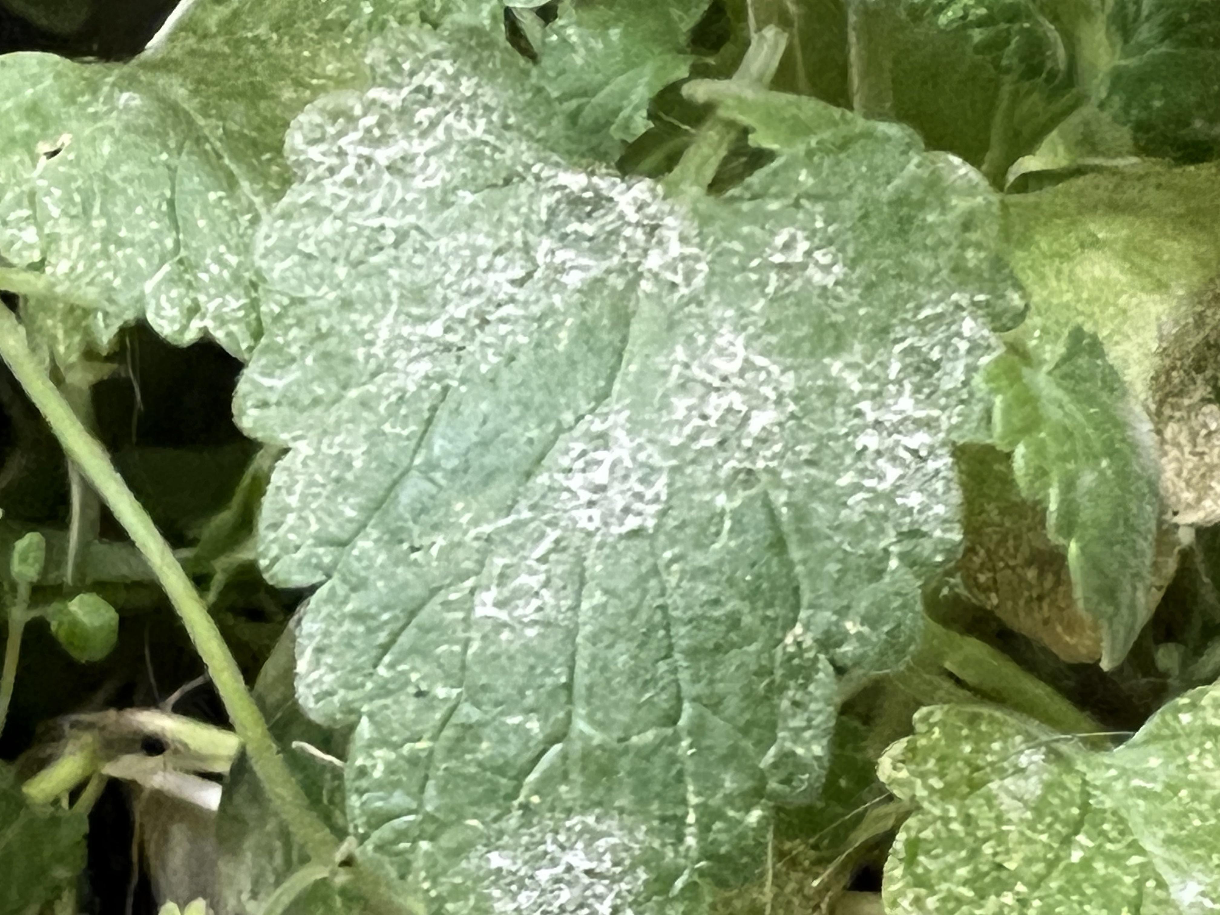 Why is my catnip turning white? Many of the leaves have white spots