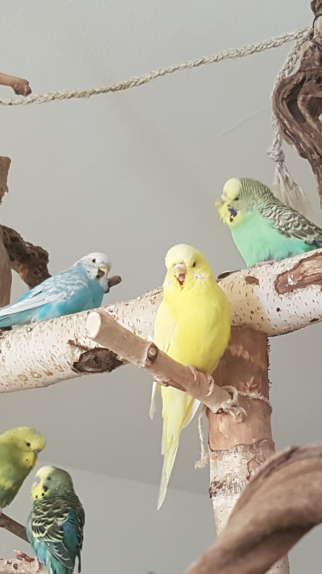 Three yawning budgies r/budgies