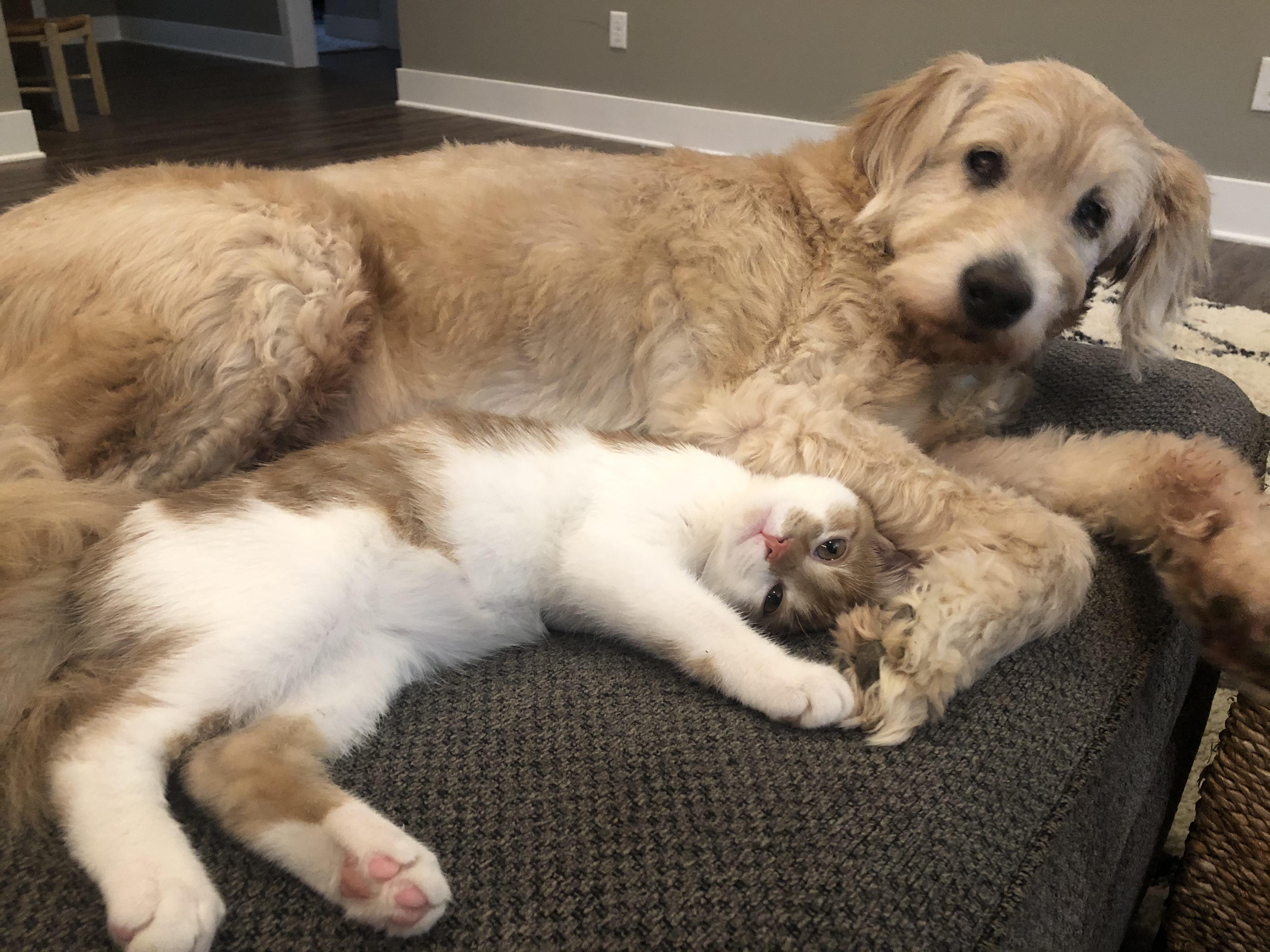 My dog thinks the new kitten is her baby. r/aww