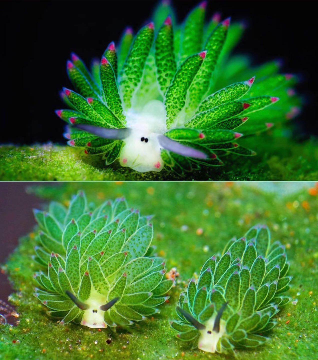 Meet the Leaf Sheep Slug, the only animal that can photosynthesize