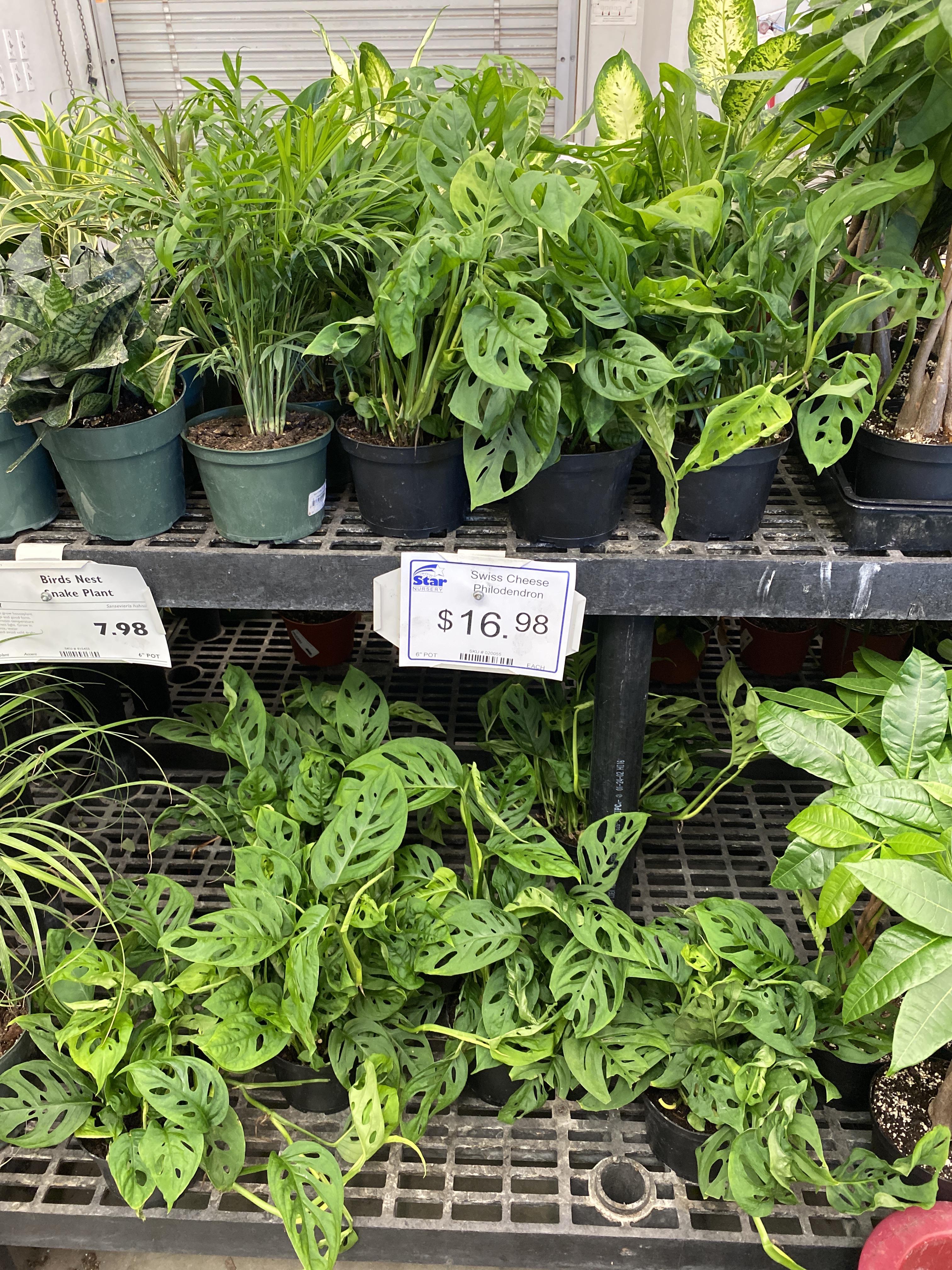 Attention my Las Vegas plantheads r/houseplants