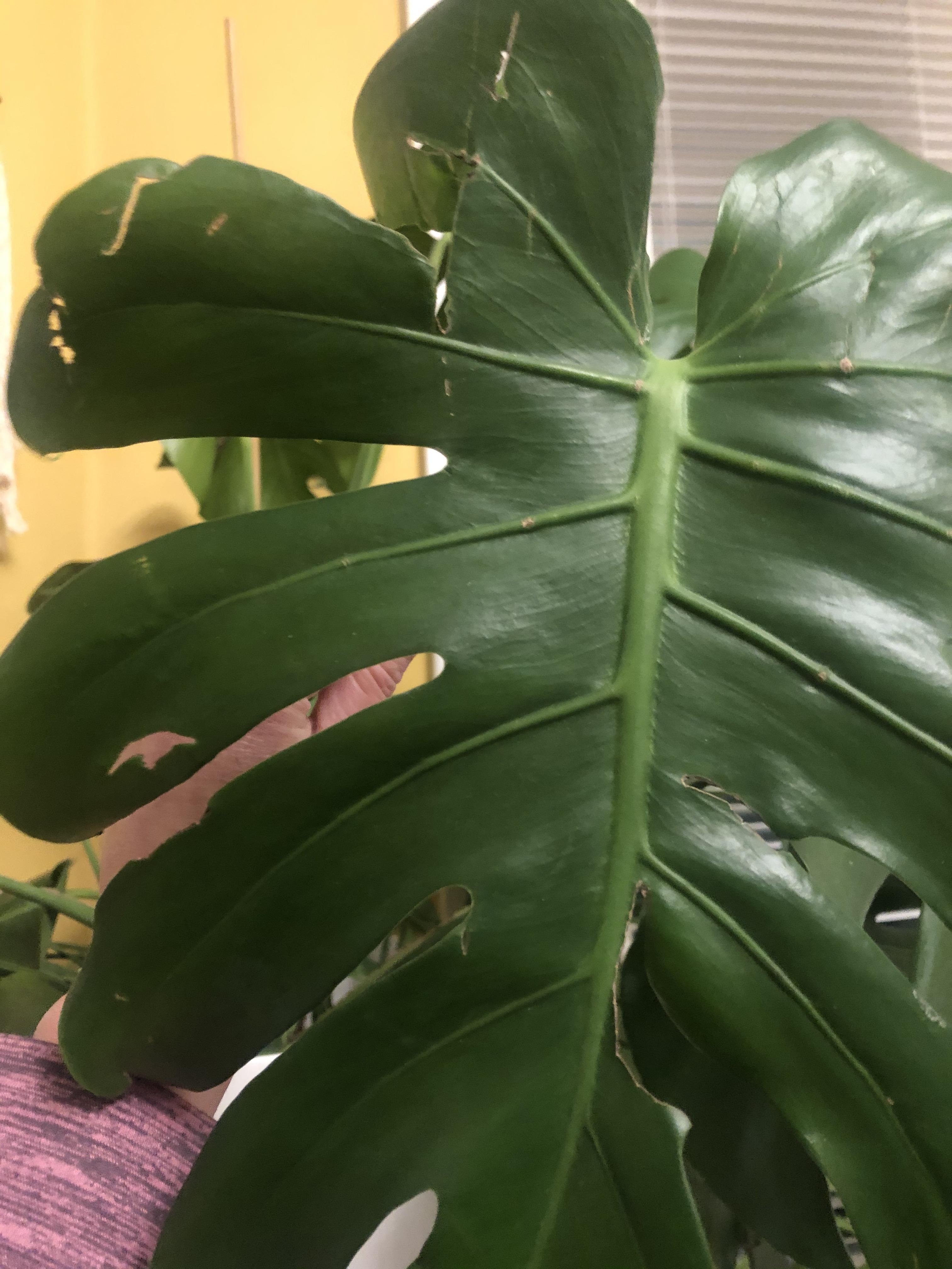 MONSTER(A) problem! Please help! I think something is eating my