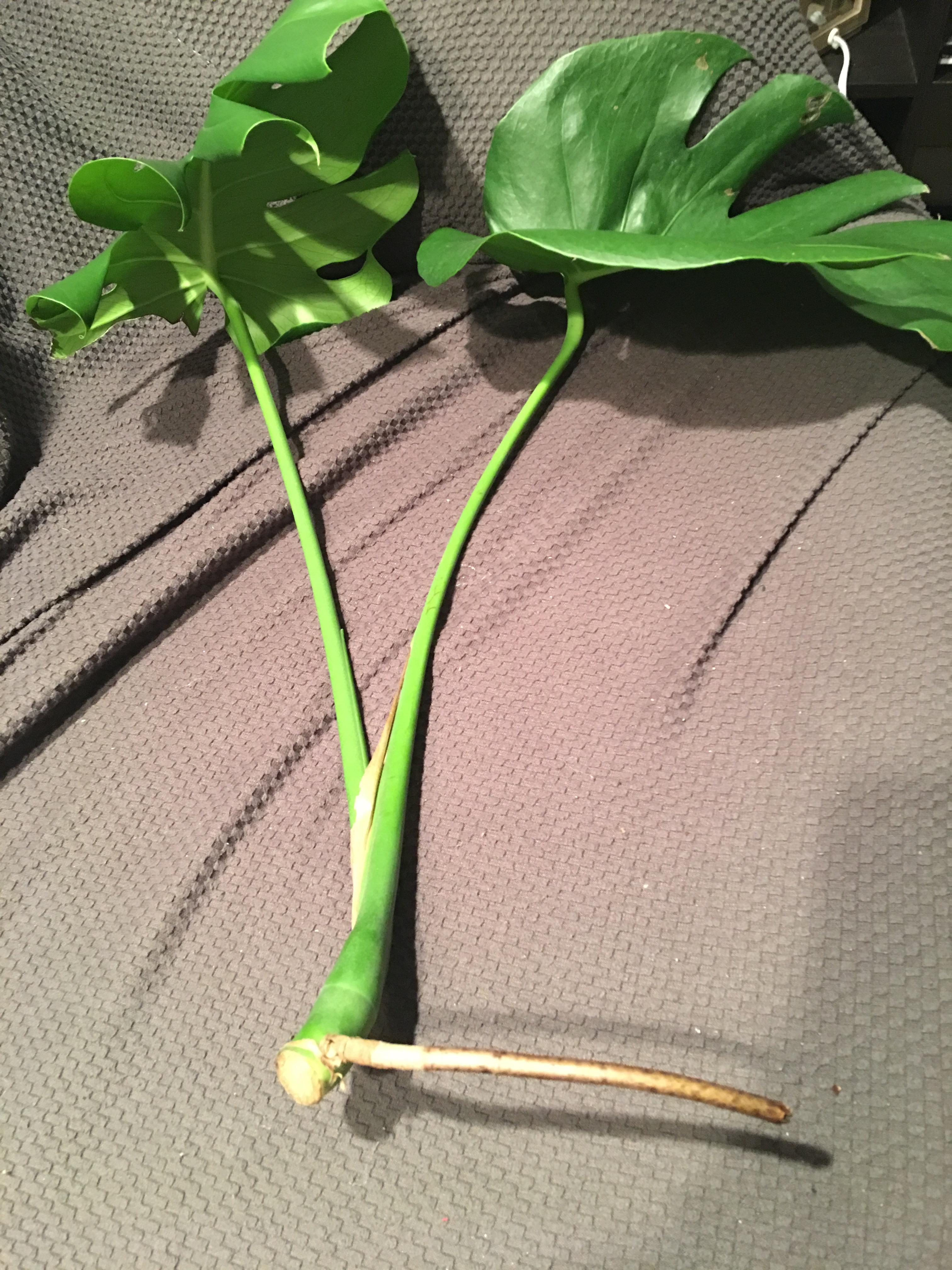 I just received this Monstera cutting, should I put it in water or