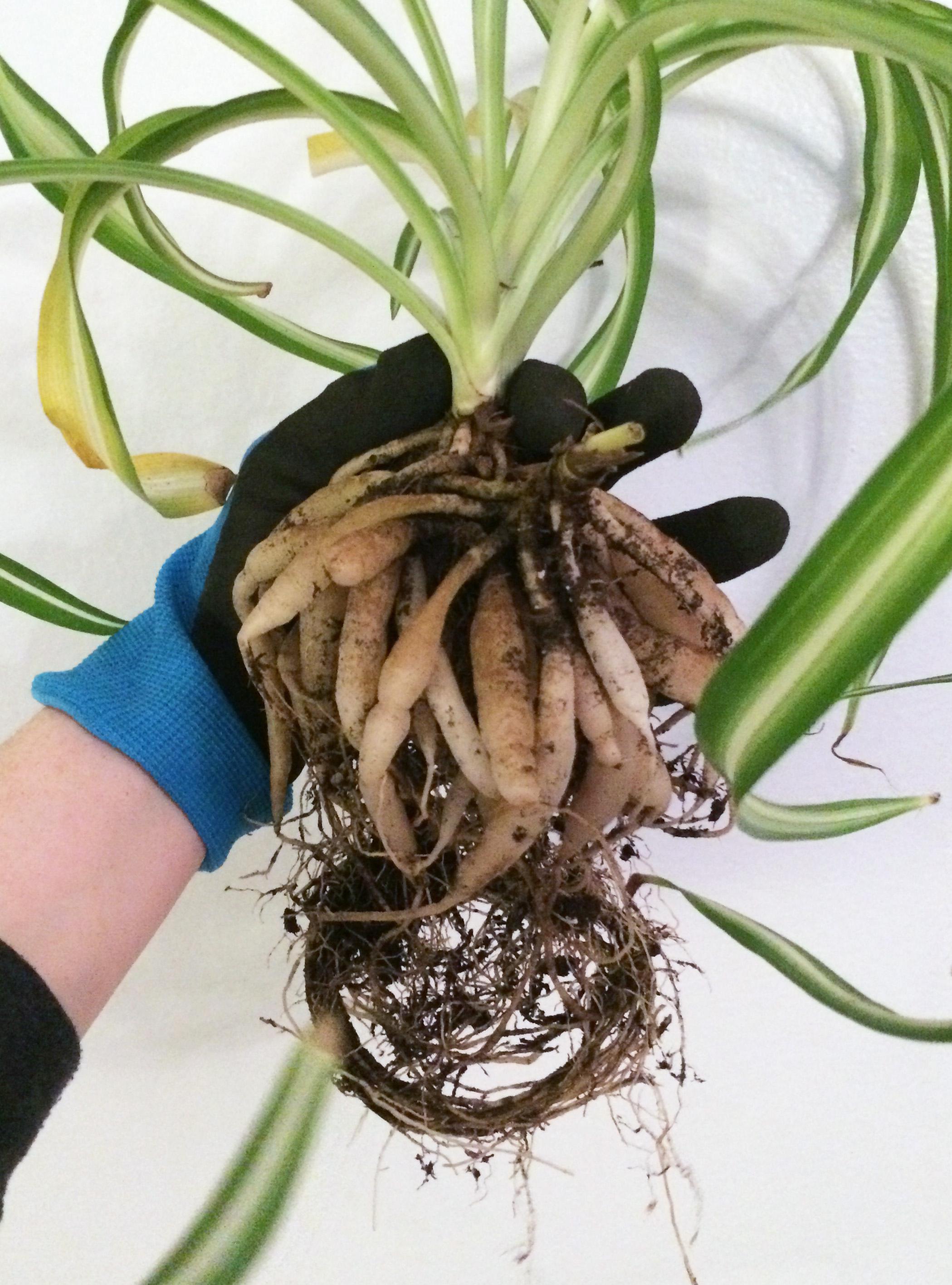 Spider Plant Roots