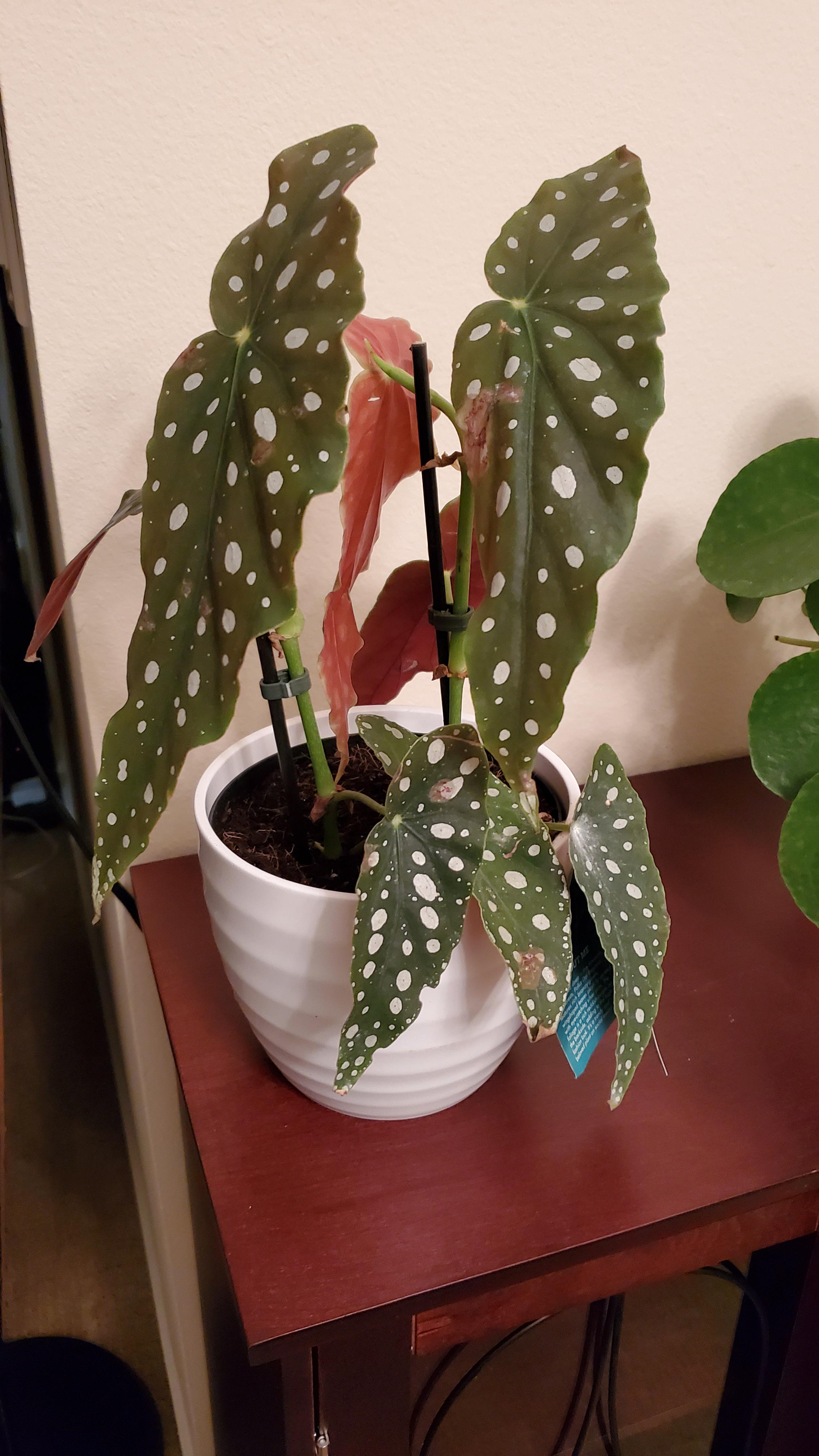 Newest find at home Depot r/plants