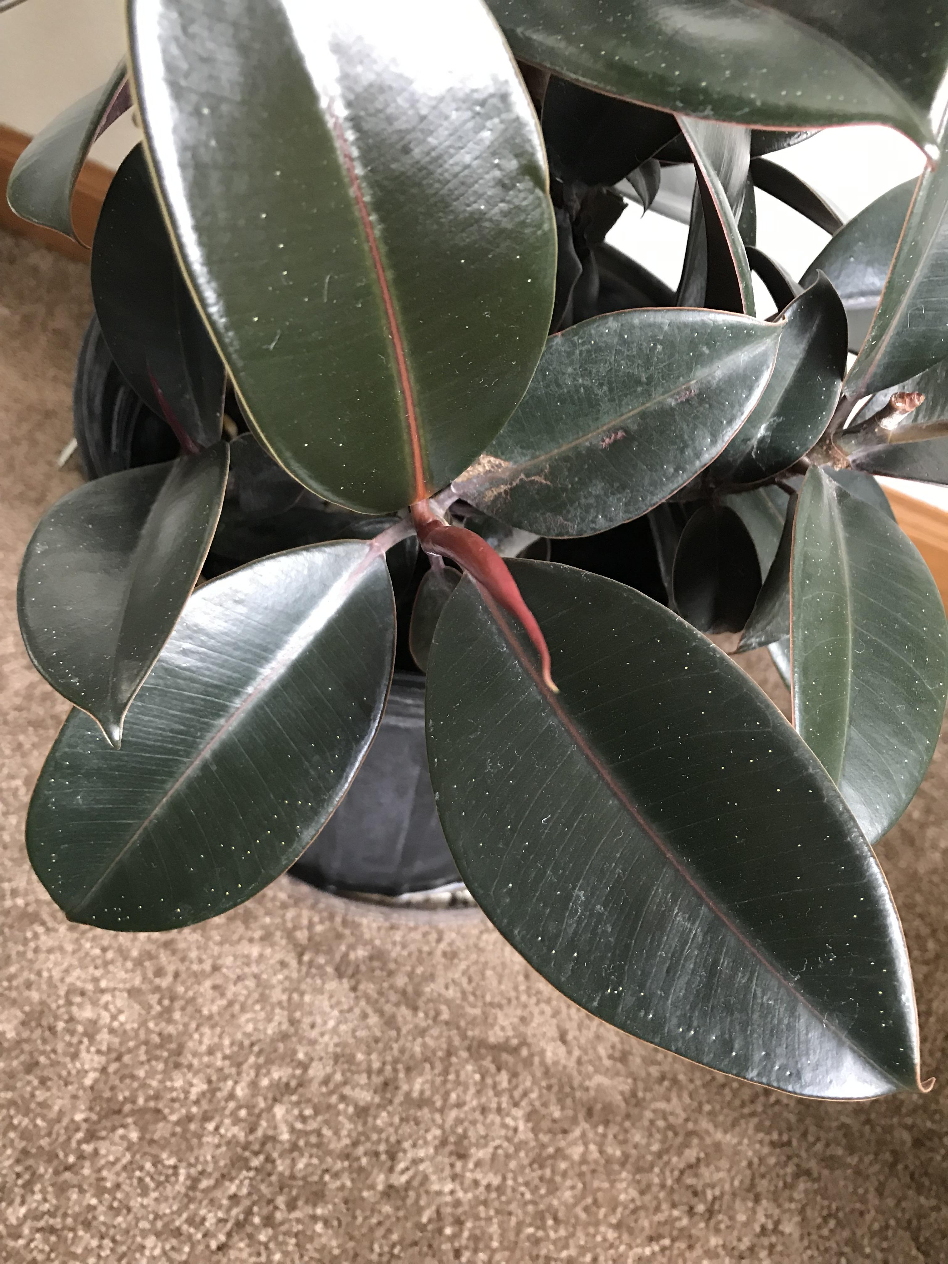 Small yellow dots on perimeter of rubber tree leaves? r/plantclinic