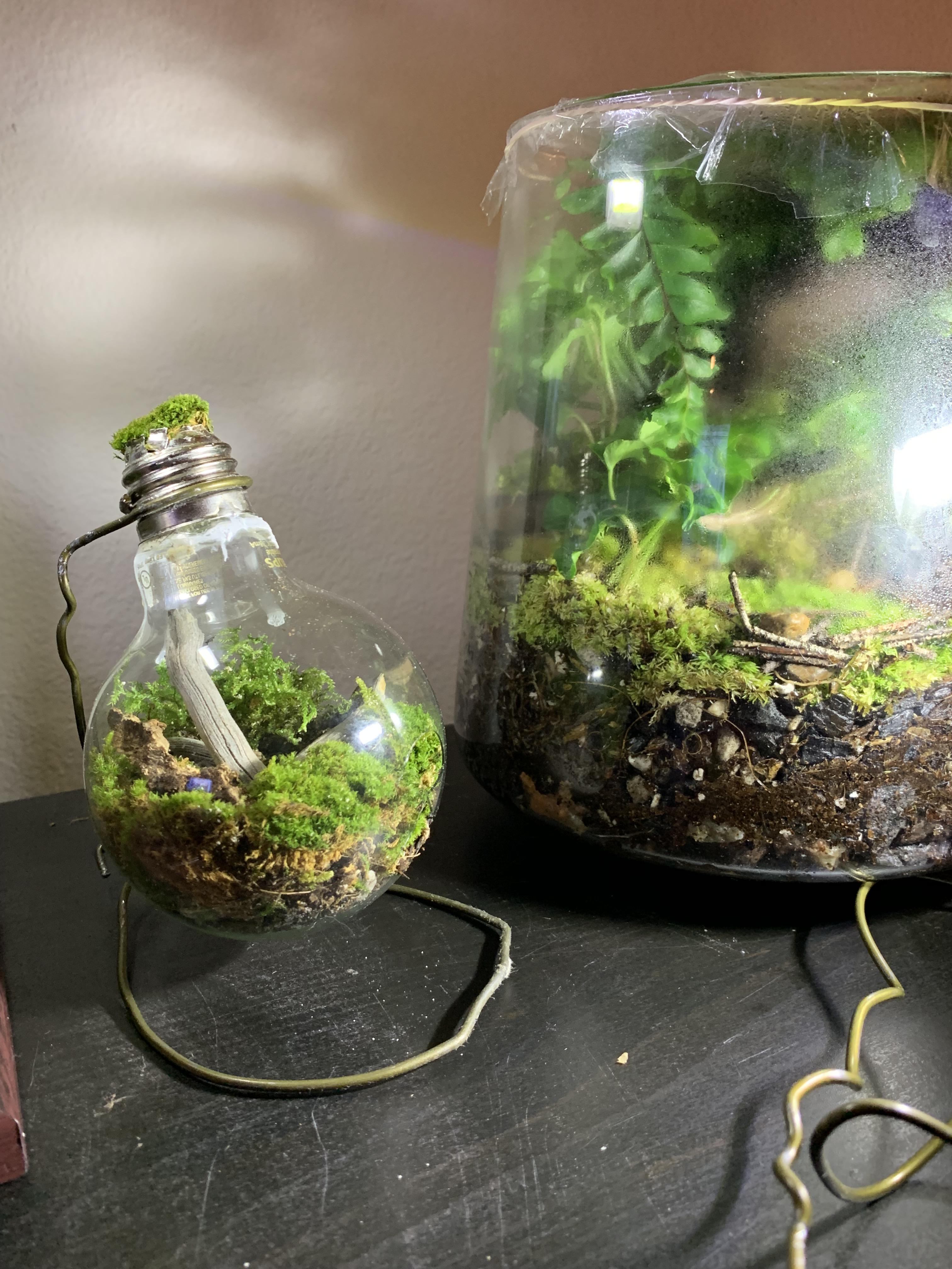 First attempt at a light bulb terrarium r/terrariums
