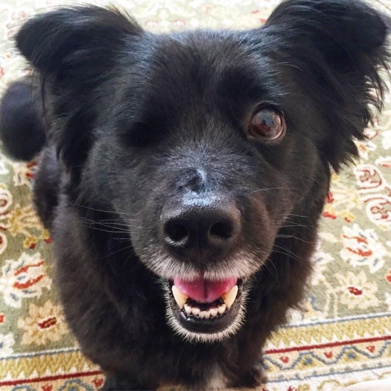 A picture of a one eyed dog smiling, Enjoy! r/aww