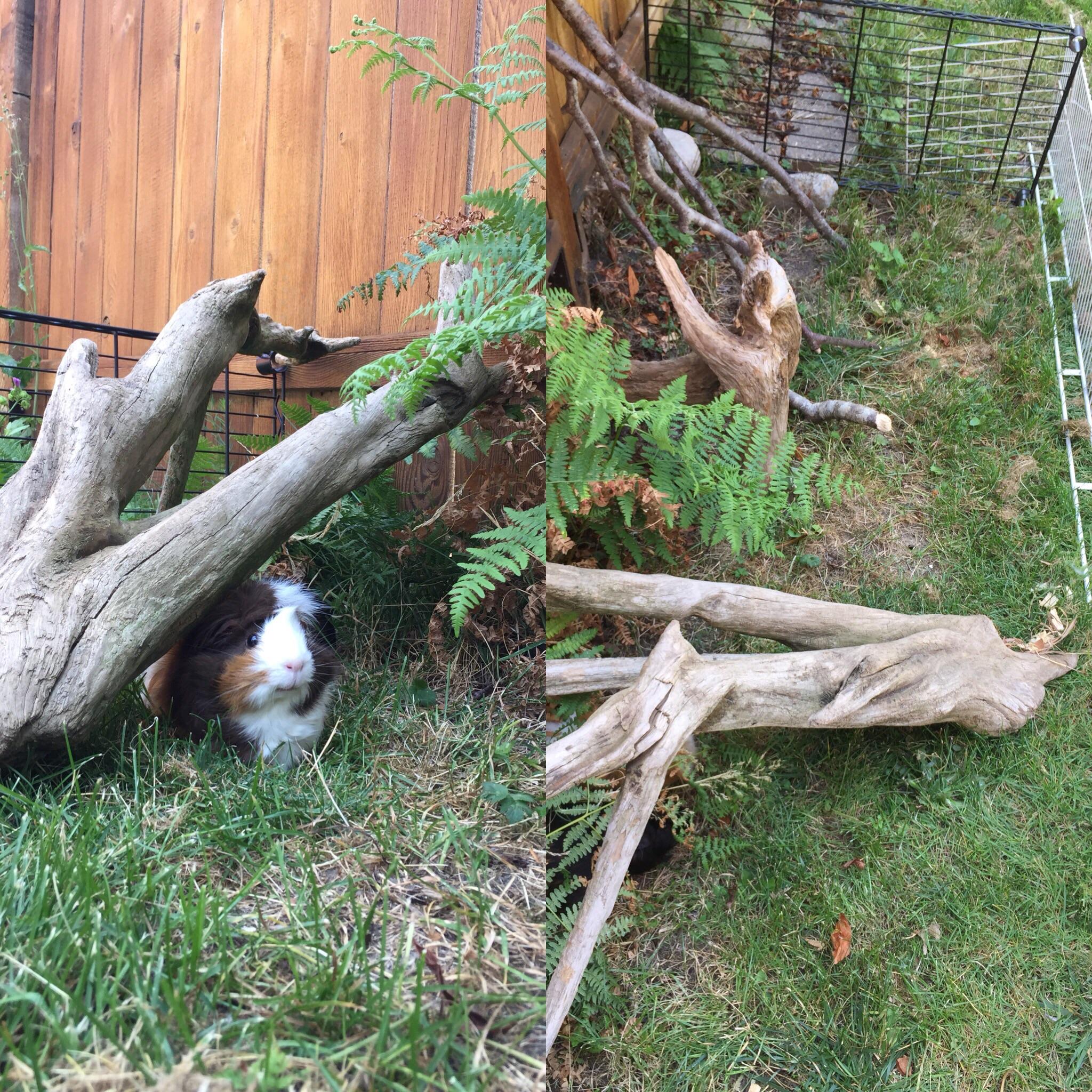 My pigs live in a ferret nation cage so they have to have extra floor