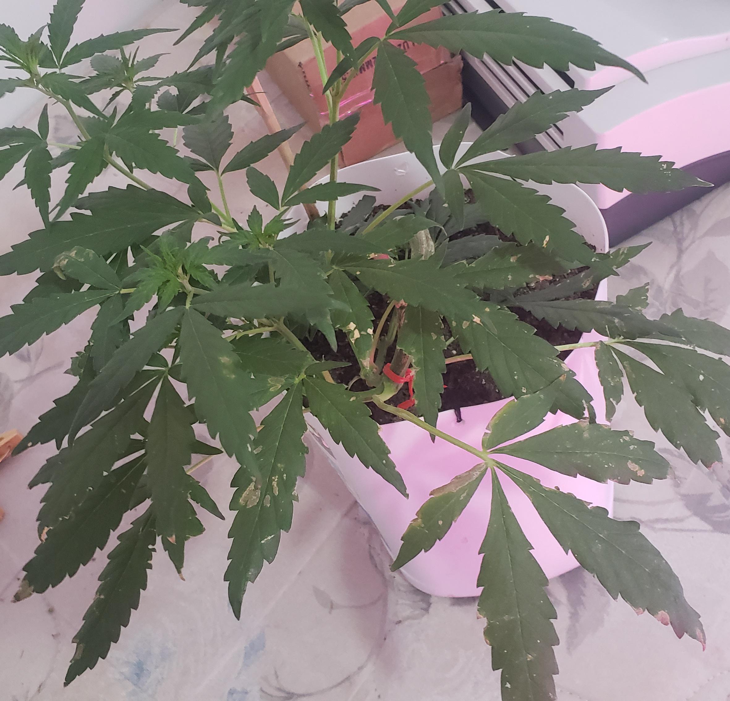 41 Hilarious Calcium Light Puns Punstoppable 🛑