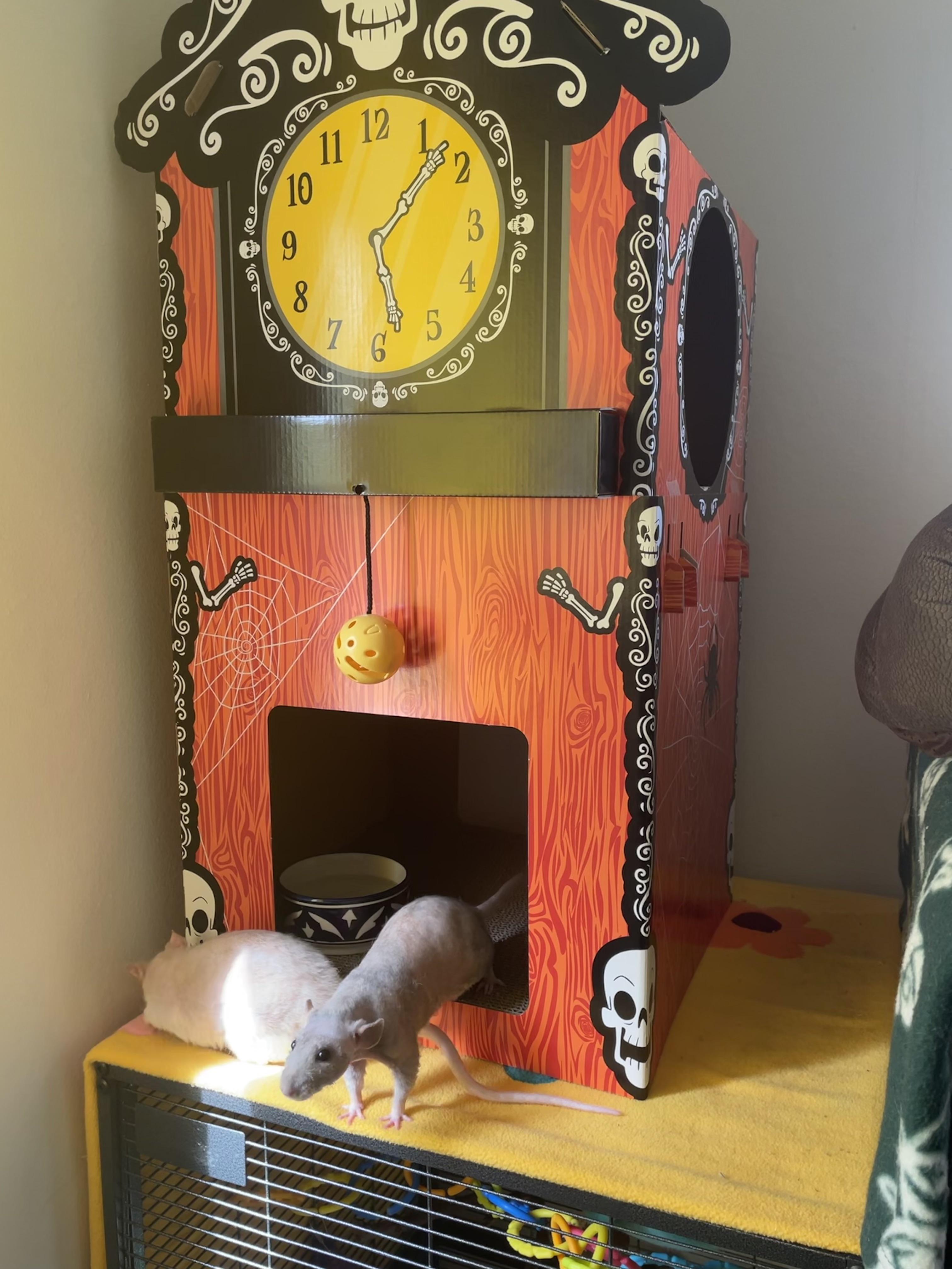 How to make the target halloween cat tower more appealing for the rats? r/RATS