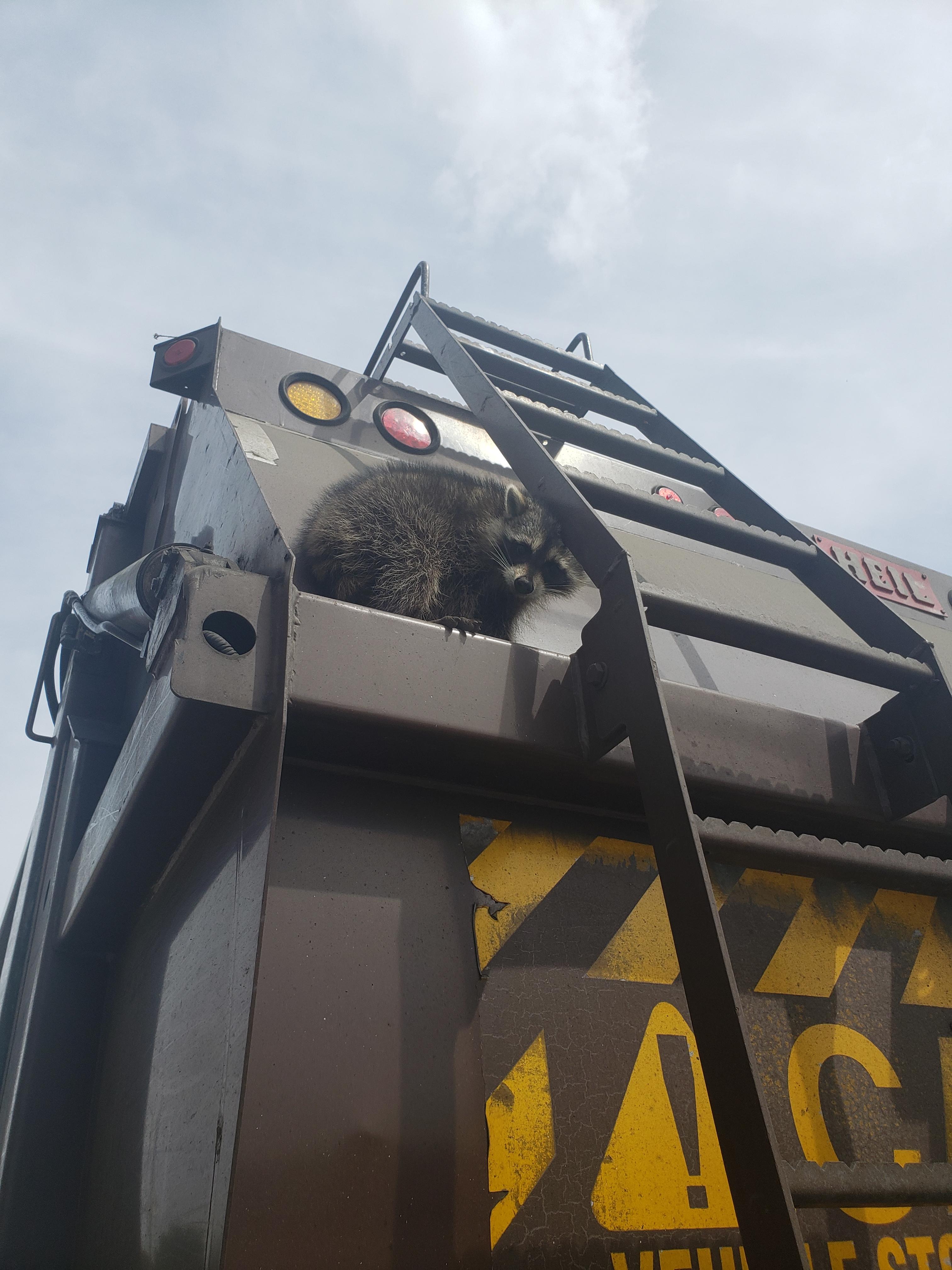 I drive a trash truck, I made a friend today r/aww