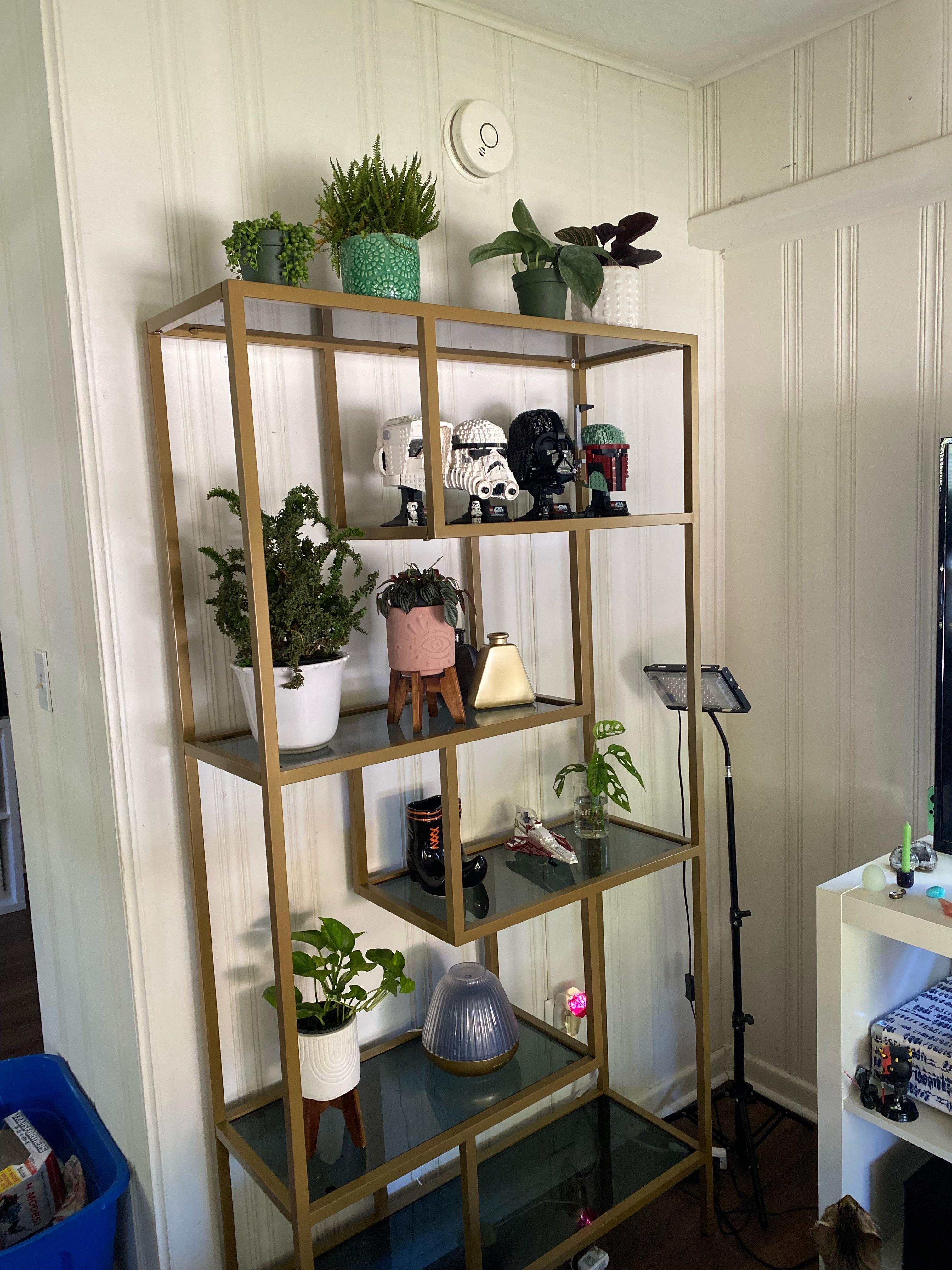Are these plants getting enough light on this shelf? There is a west