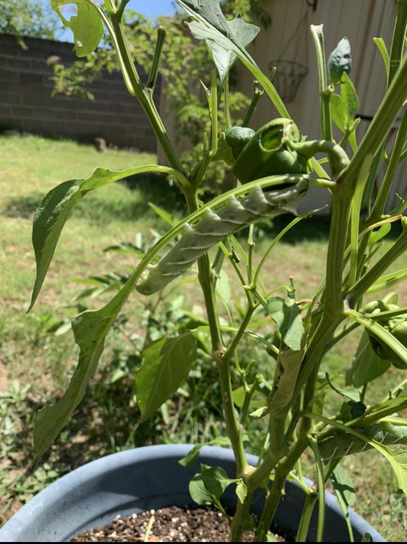 Anyone know what type of caterpillar is eating my bell peppers? Feels
