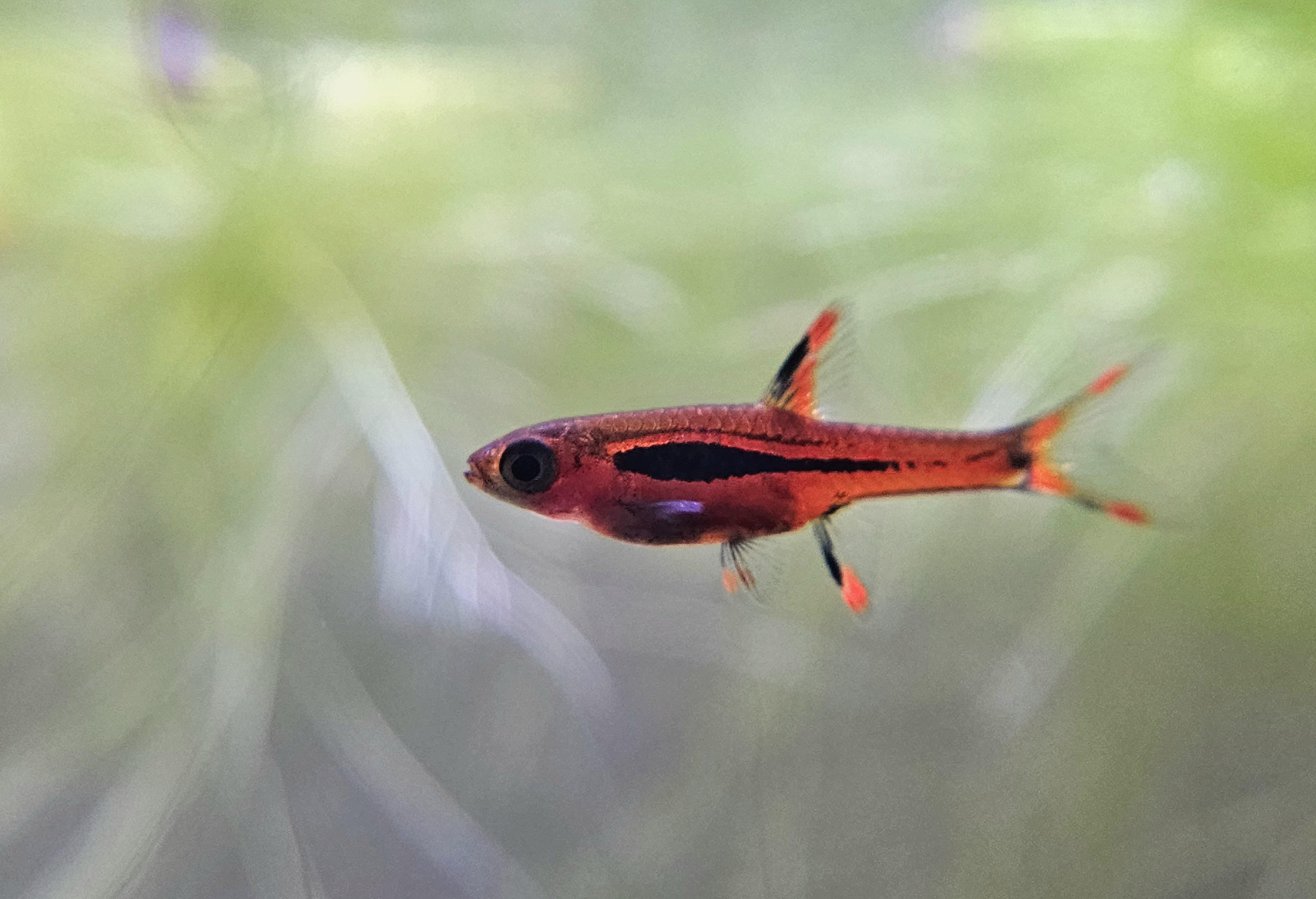 Deep colors of chili rasbora. r/Boraras