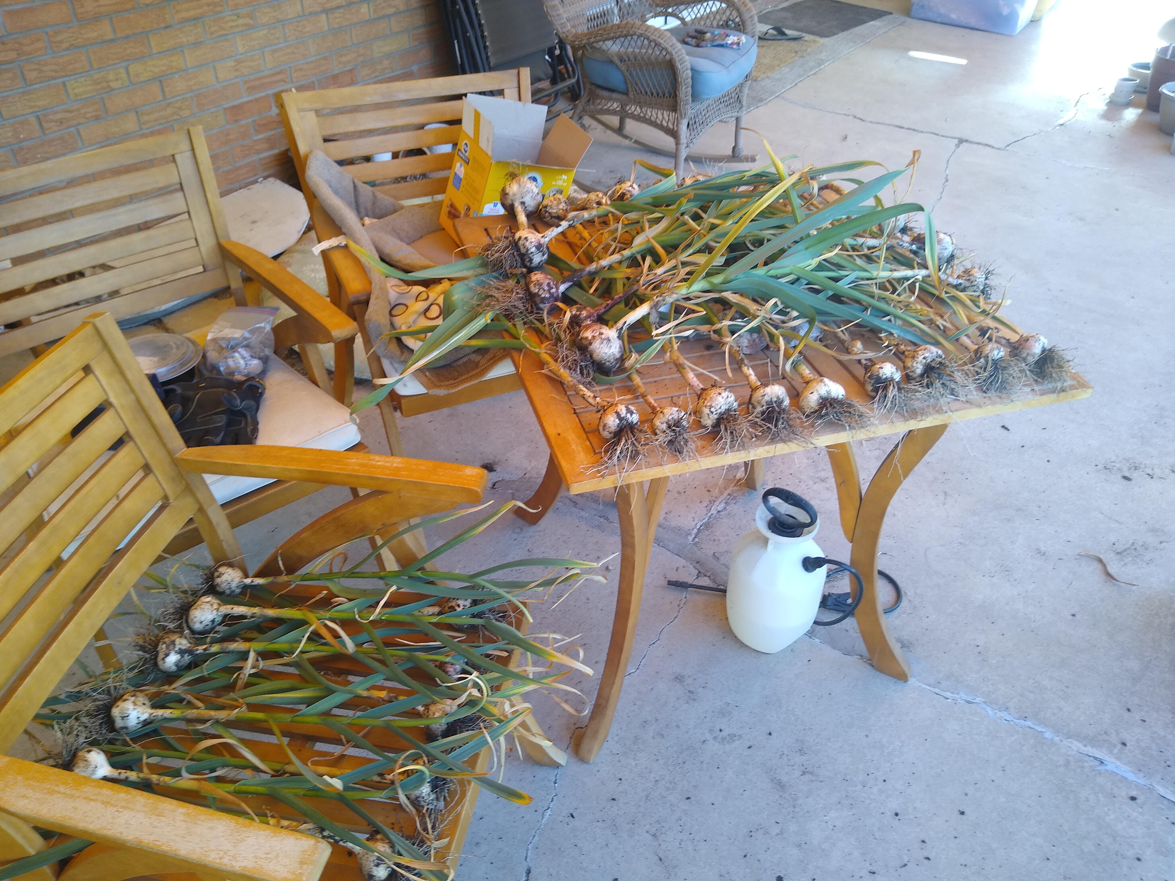 Our Garlic Harvest This Morning Zone 5 Homesteading