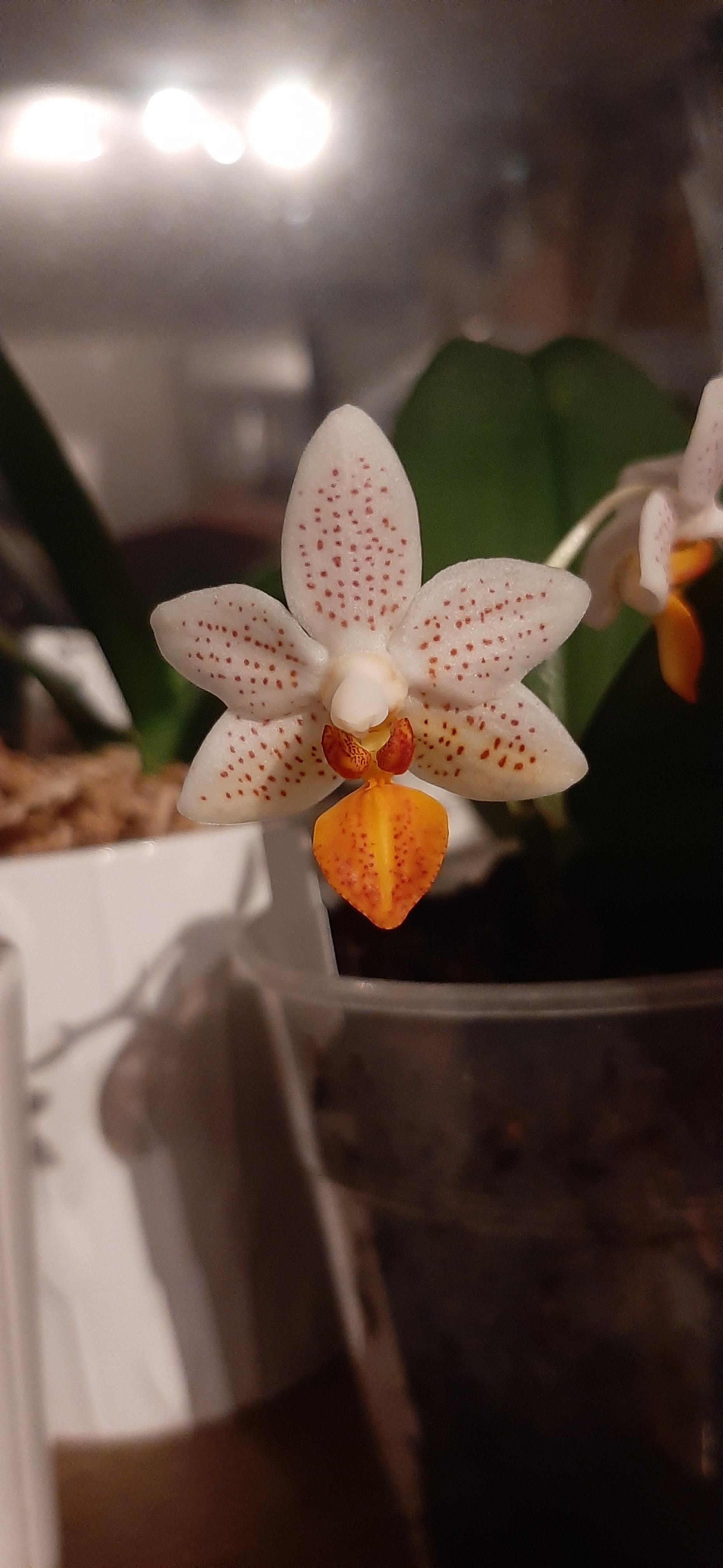 Thought i make my Phal. Mini Mark my first post on reddit r/orchids