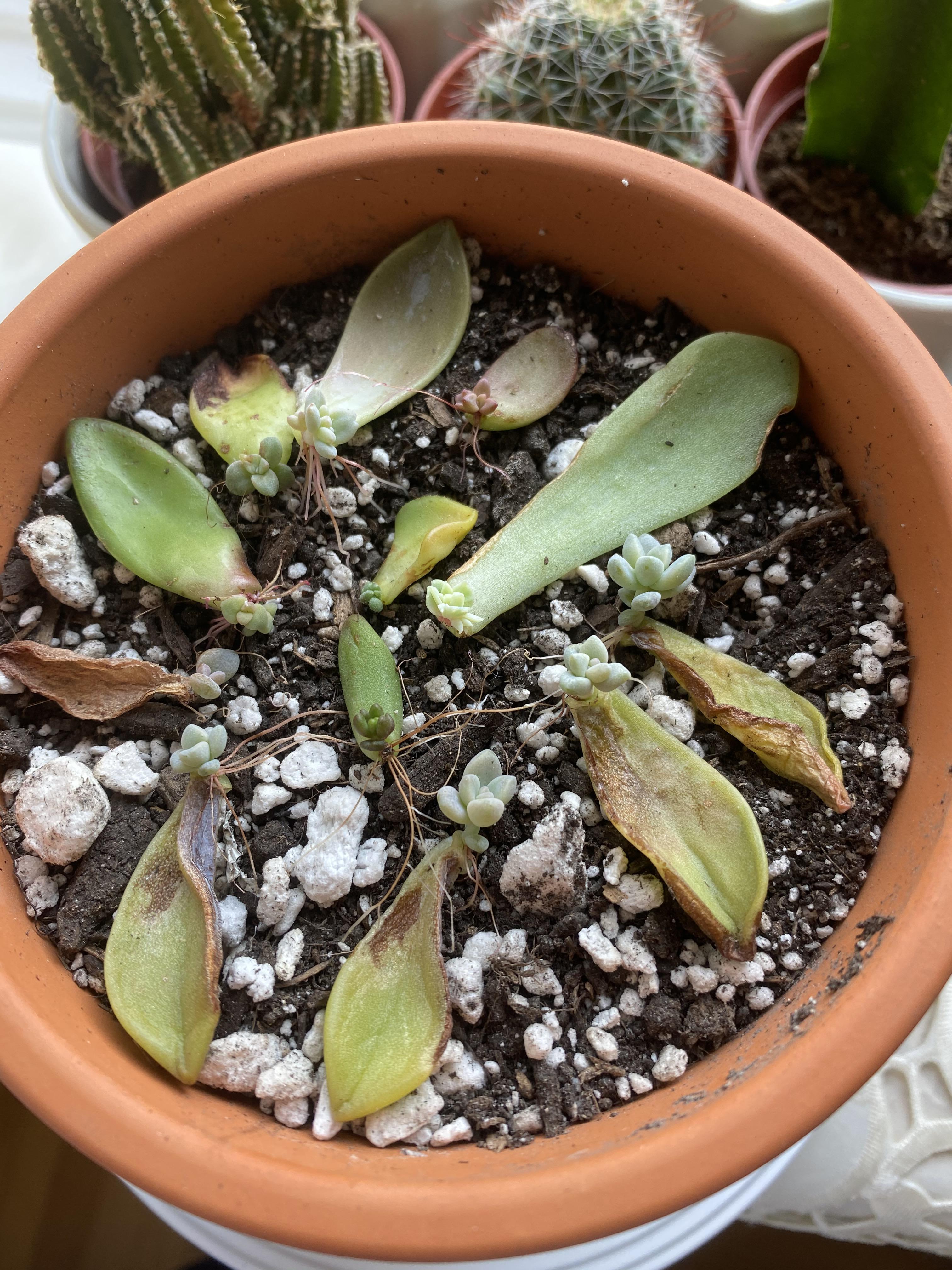 “Borrowed” some fallen leaves from Home Depot a couple