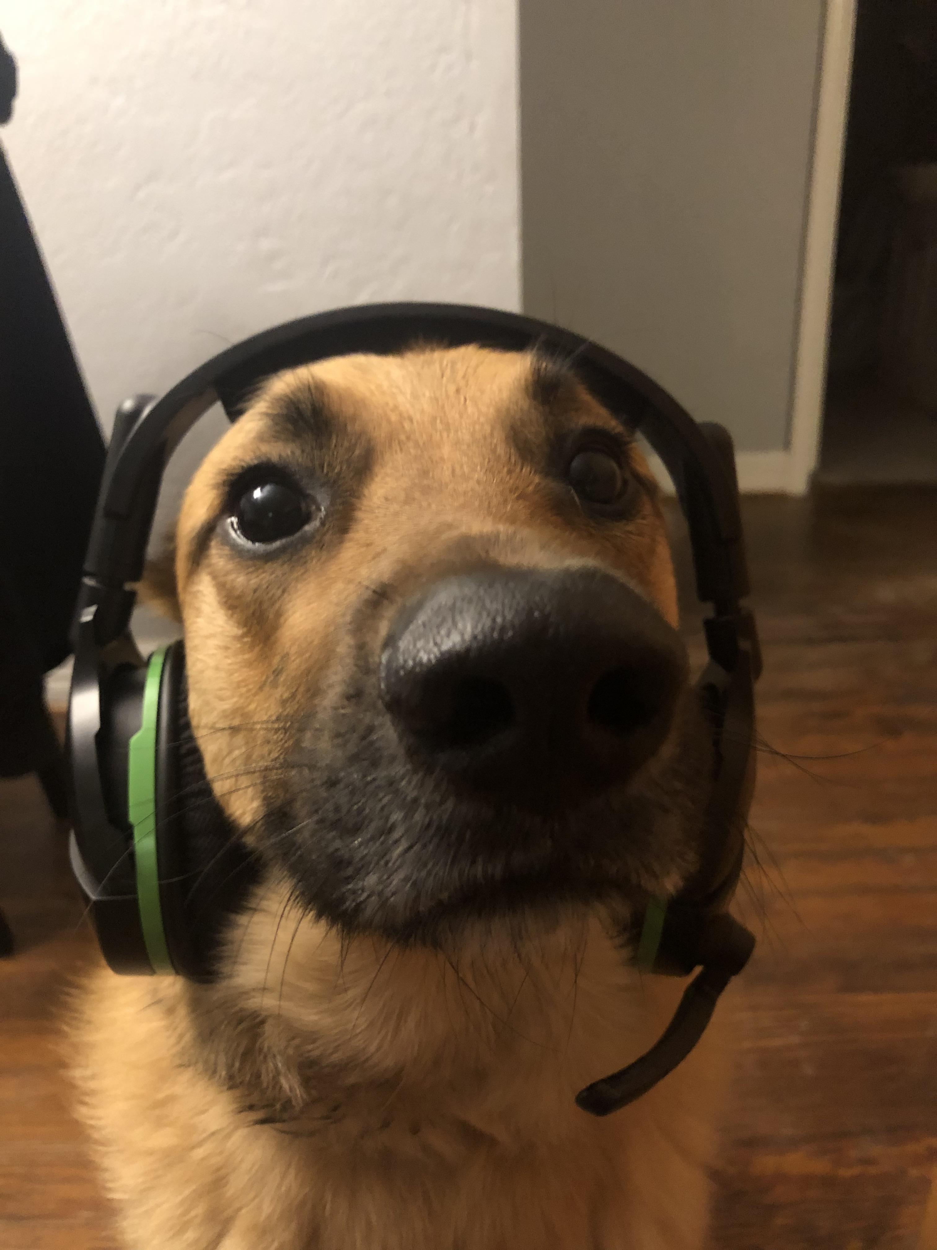 you like dogs. you like gamers. i present, Gamer dog. r/aww