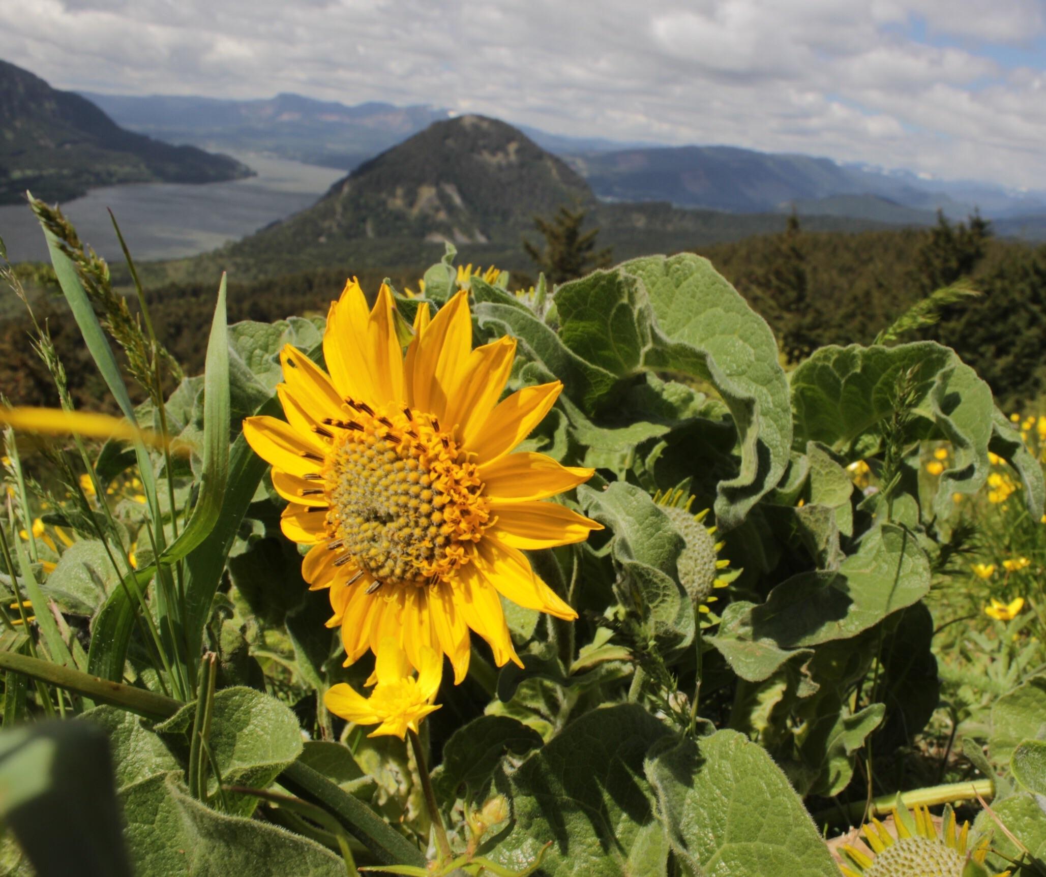 April showers really do bring May flowers. Wildflowers on Dog Mountain