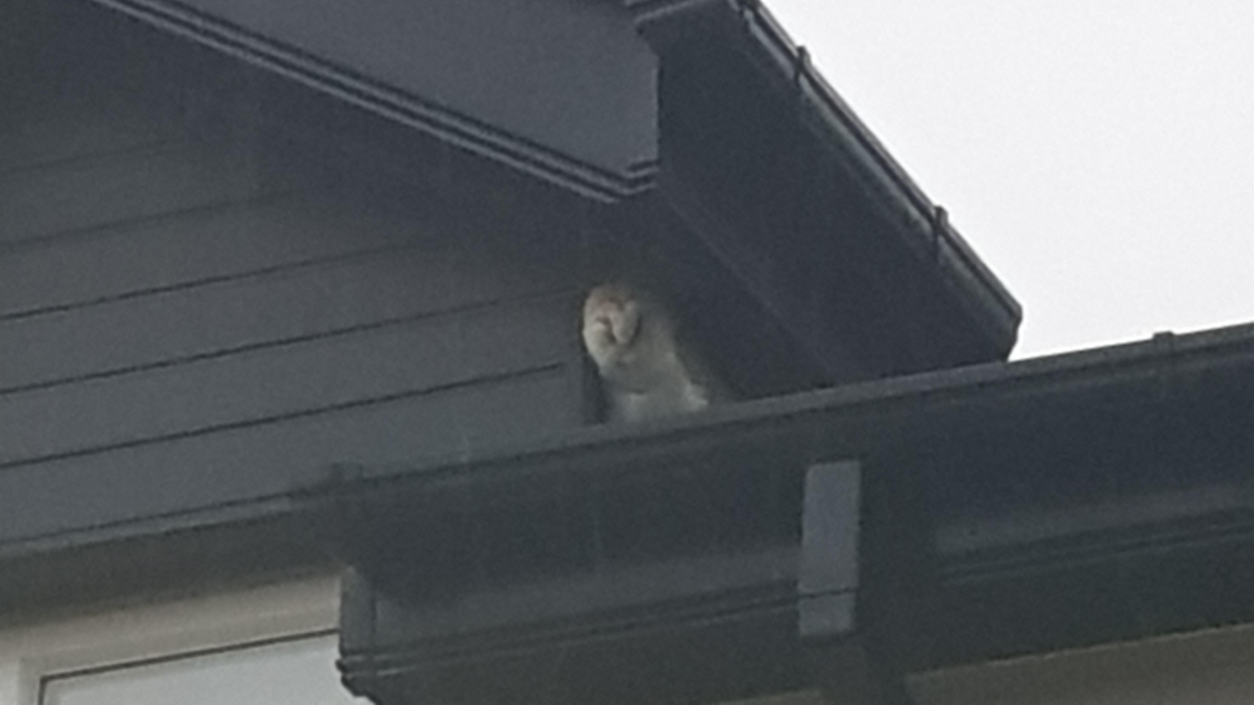 An owl sitting on my roof for two days. r/Superbowl