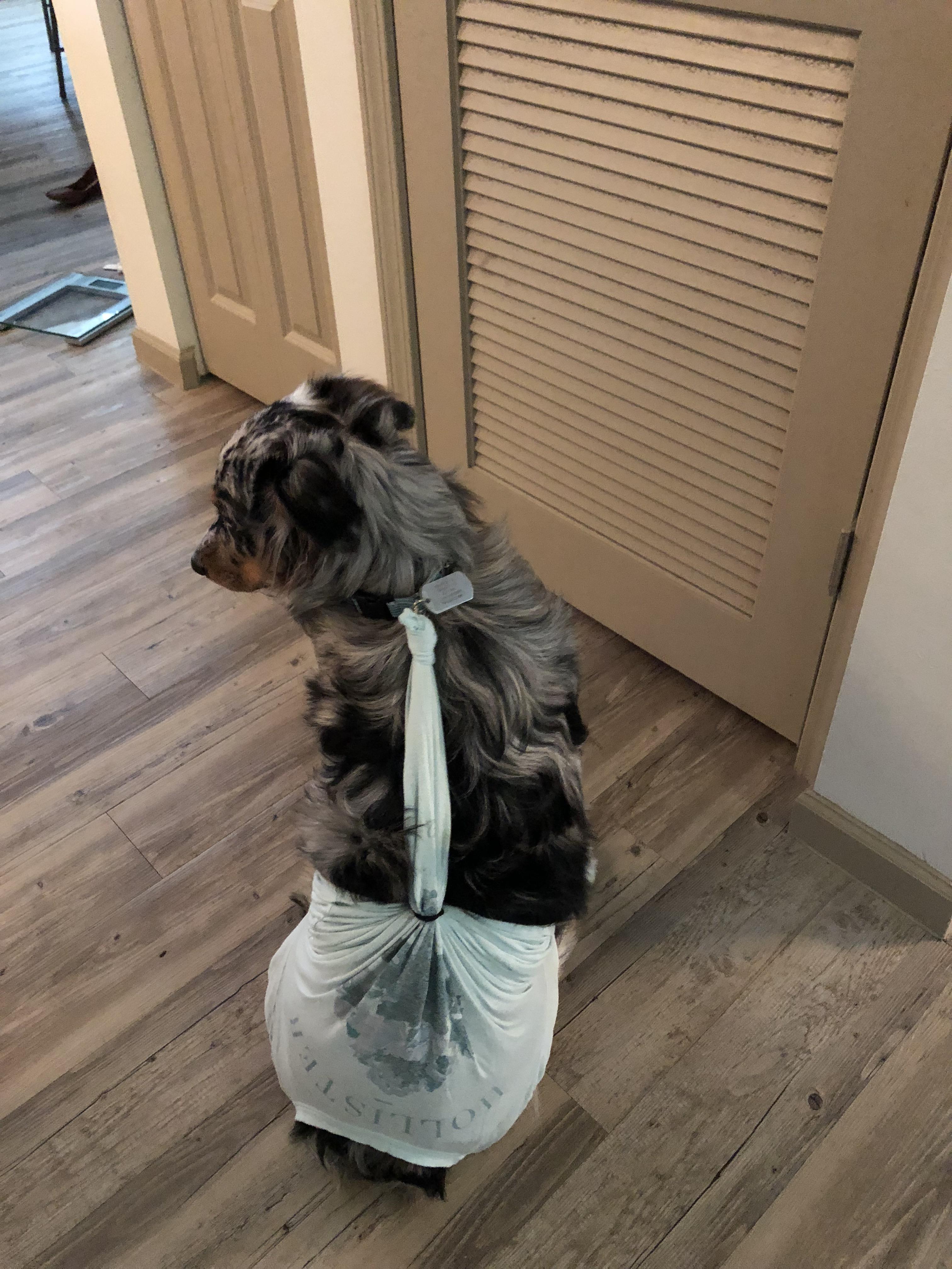 Finding kinder alternatives to the cone of shame r/aww