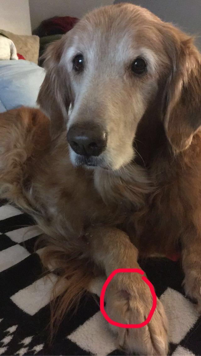 My 11 year old boy is finally (golf ball sized) cyst free! Results were