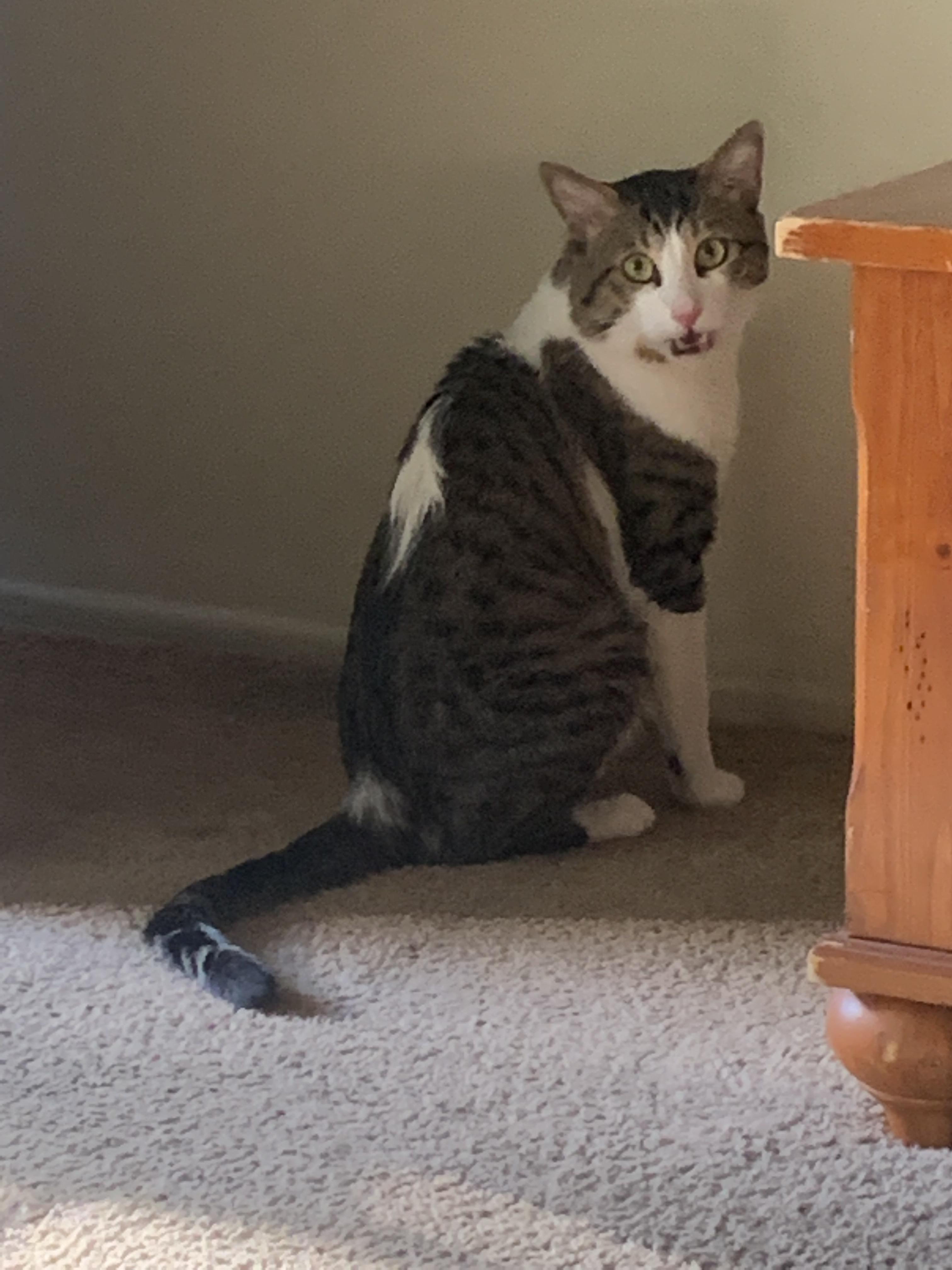 When you smell something weird. r/cats