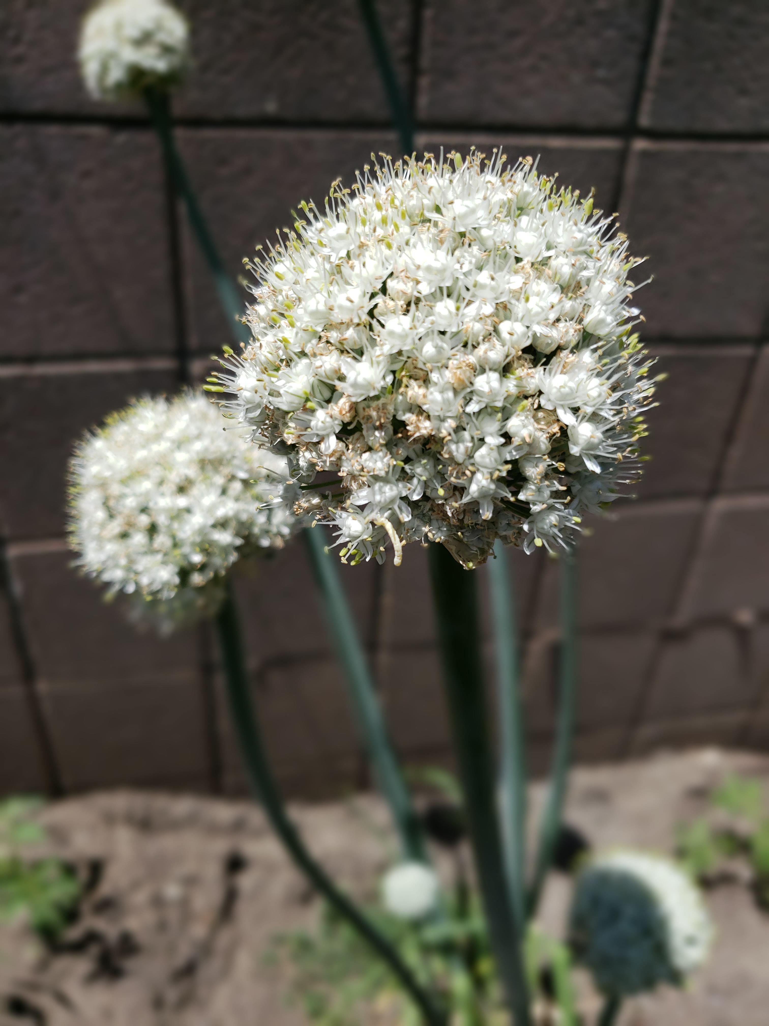 Onion plants sprout these flowers that smell like onions. r