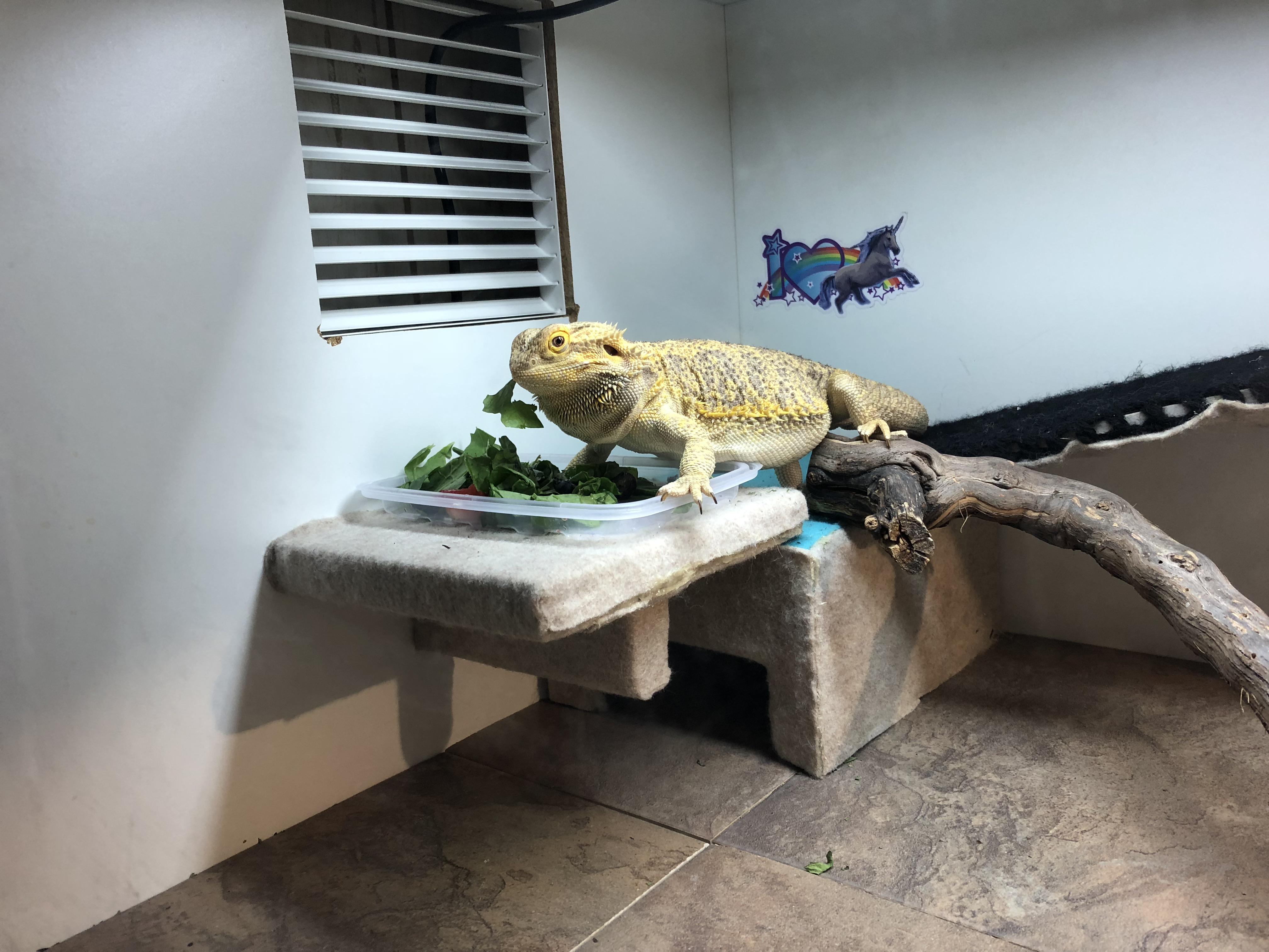 Bearded dragon or puffer fish? (I swear it's not that big