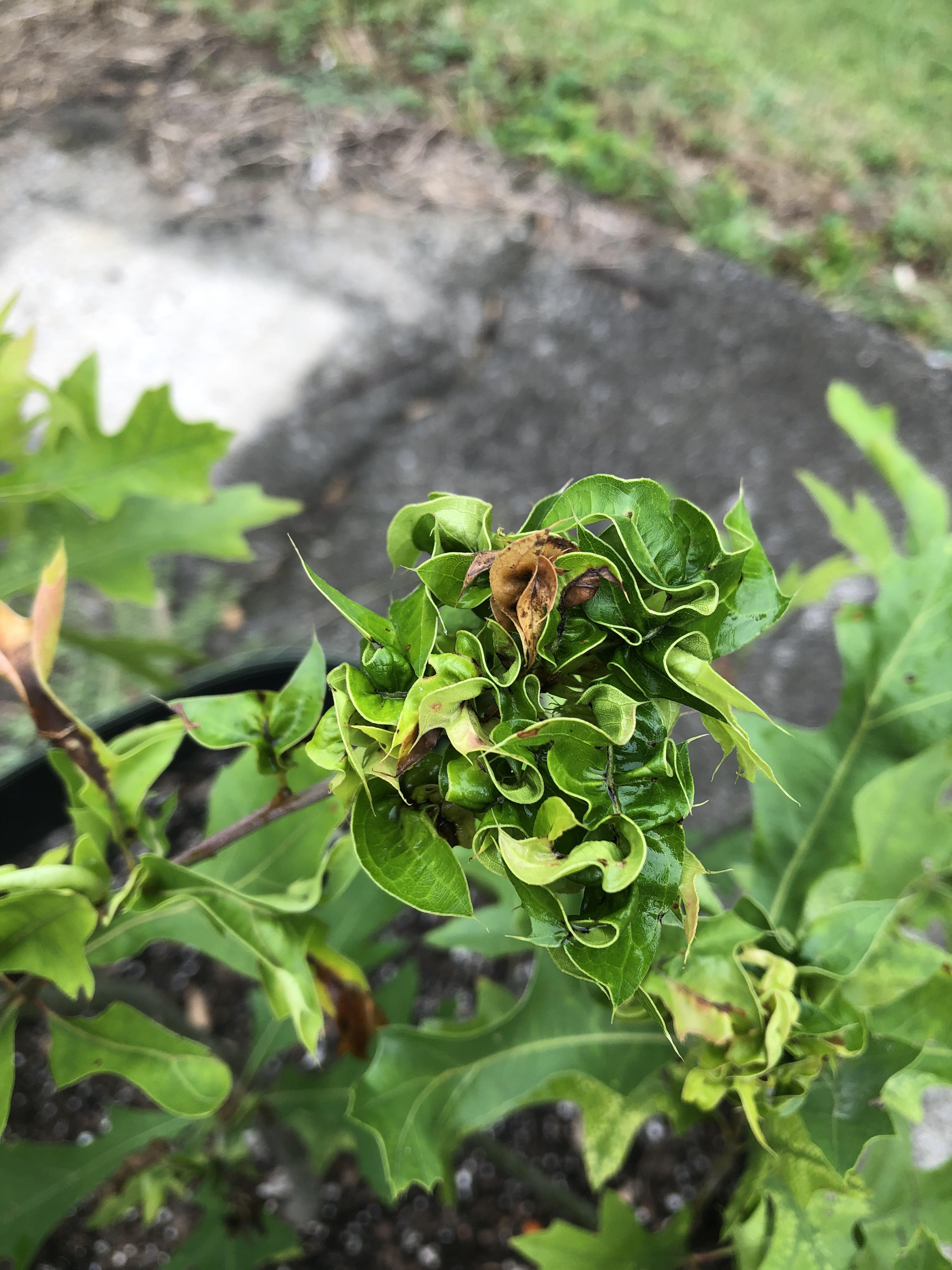 Something wrong with my Pin Oak? r/marijuanaenthusiasts