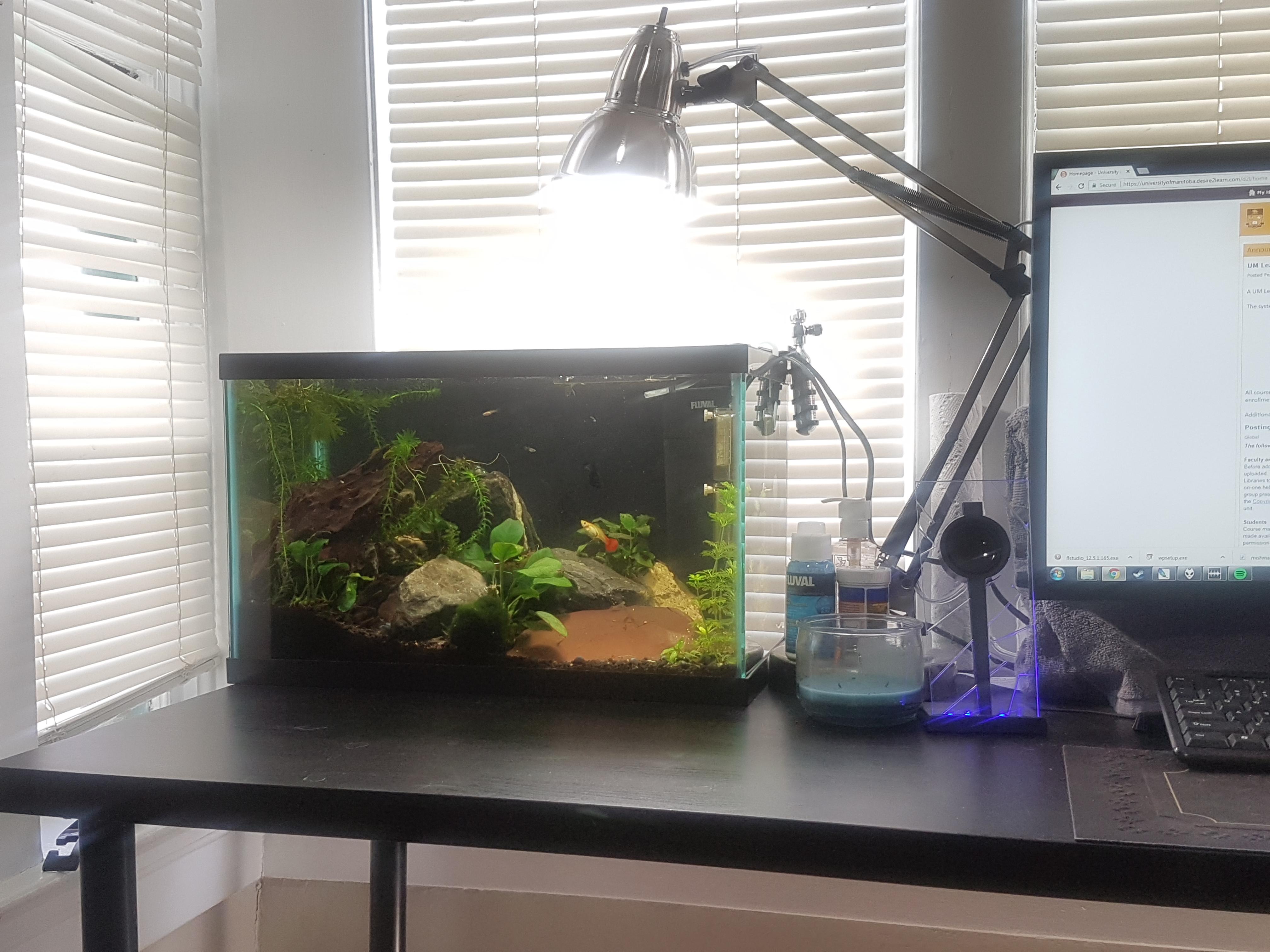My desk aquarium r/Aquariums