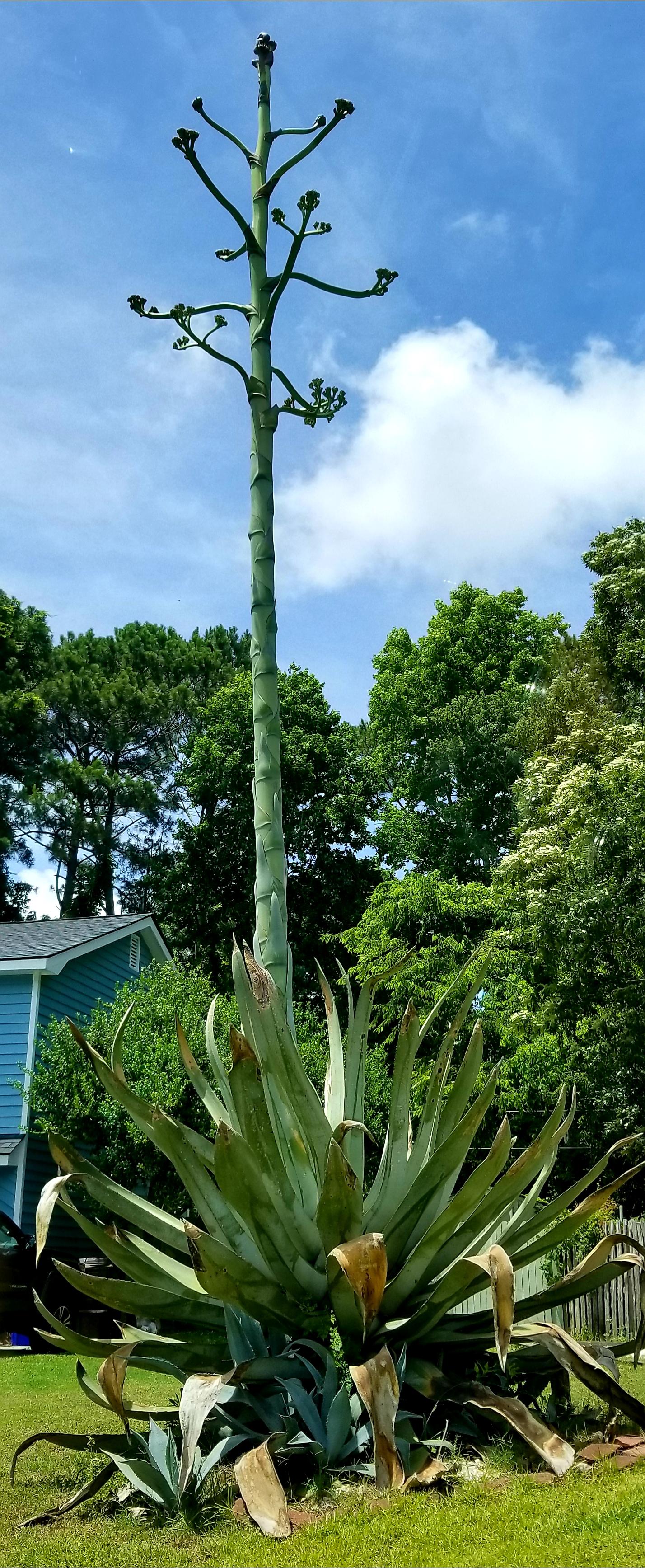 Here is a Century Plant in bloom in Charleston, SC. It is over 20 ft