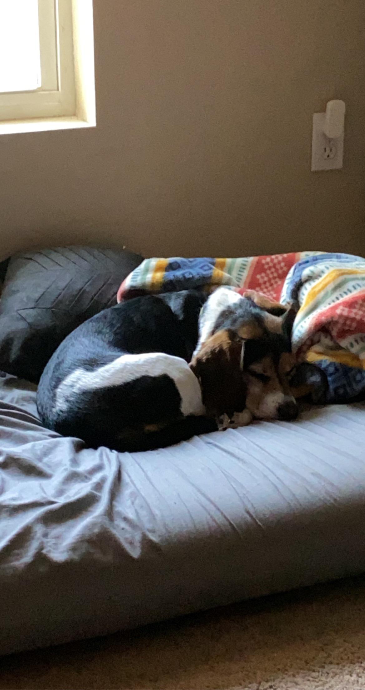 Lost dog, his name is Louie, beagle, tricolor, wearing a lime green