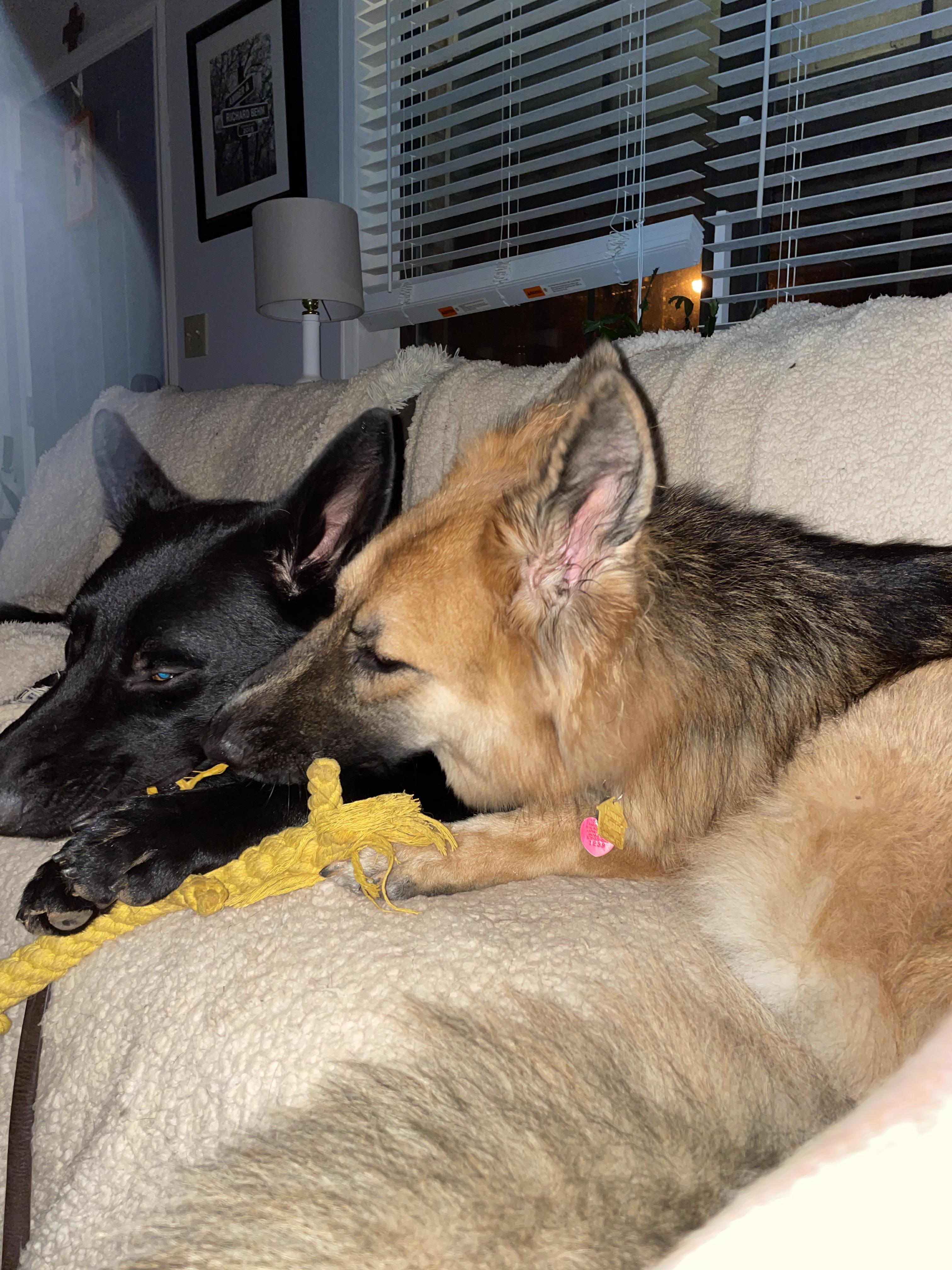 One toy. Two GSD’s. What’s a pup to do? r/germanshepherds