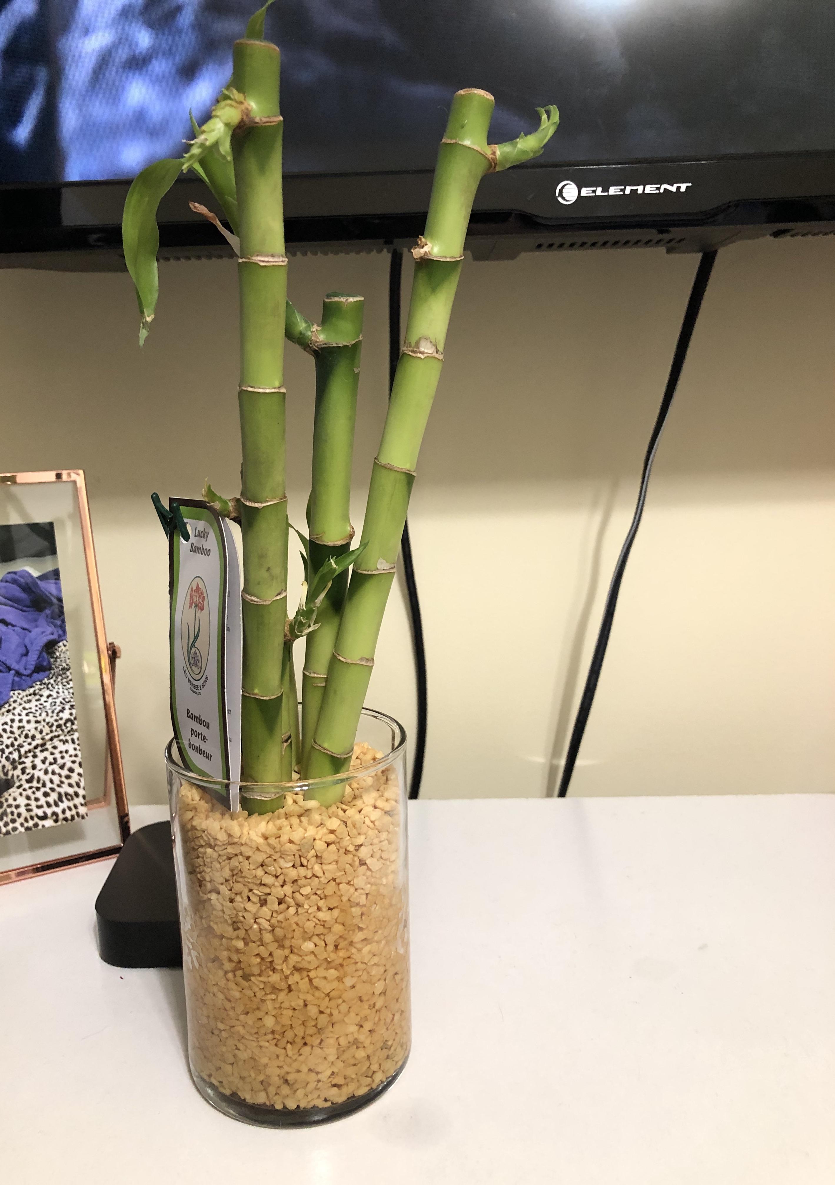 Should I repot this bamboo (I’m a plant newbie) and any tips to keep it
