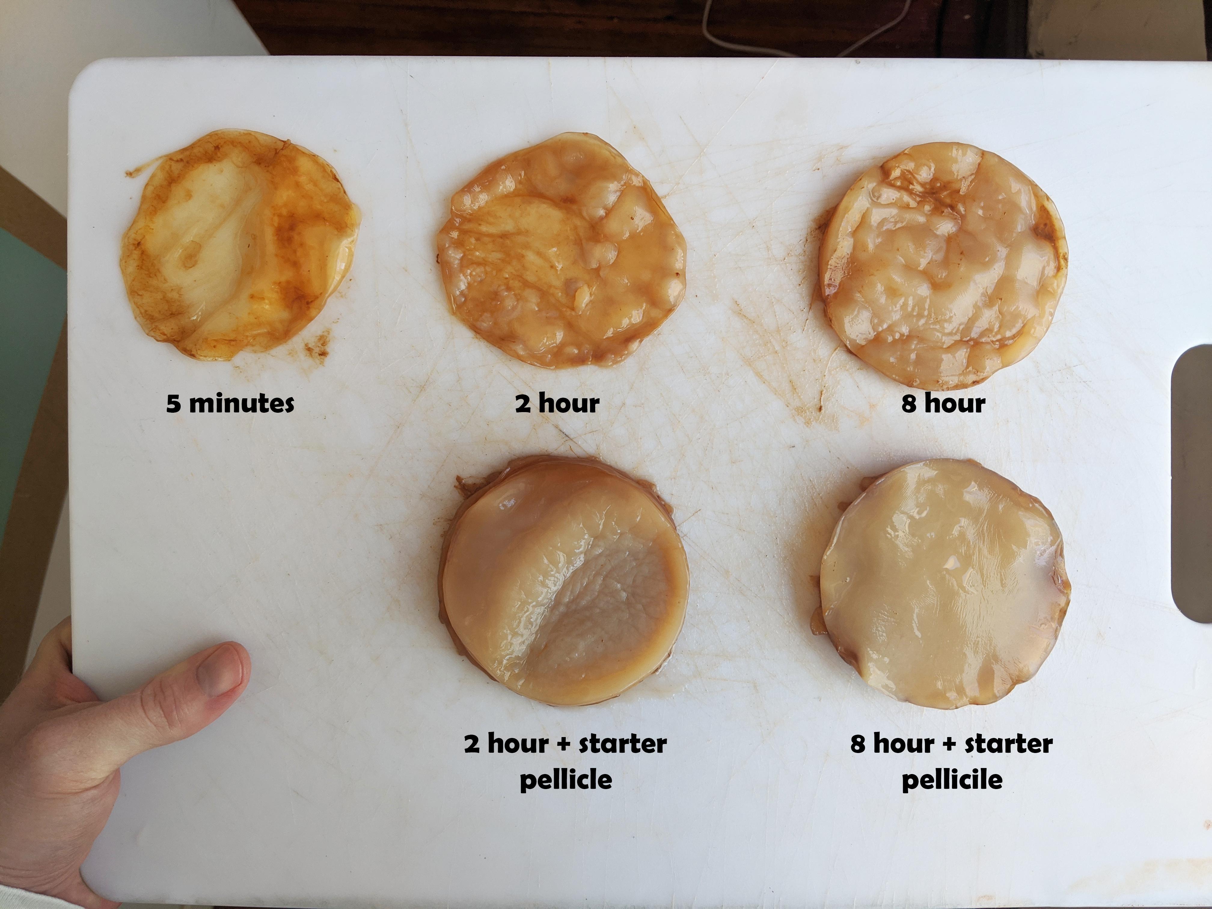 SCOBY Growth Experiment (varying steep times + pellicle inclusion) r