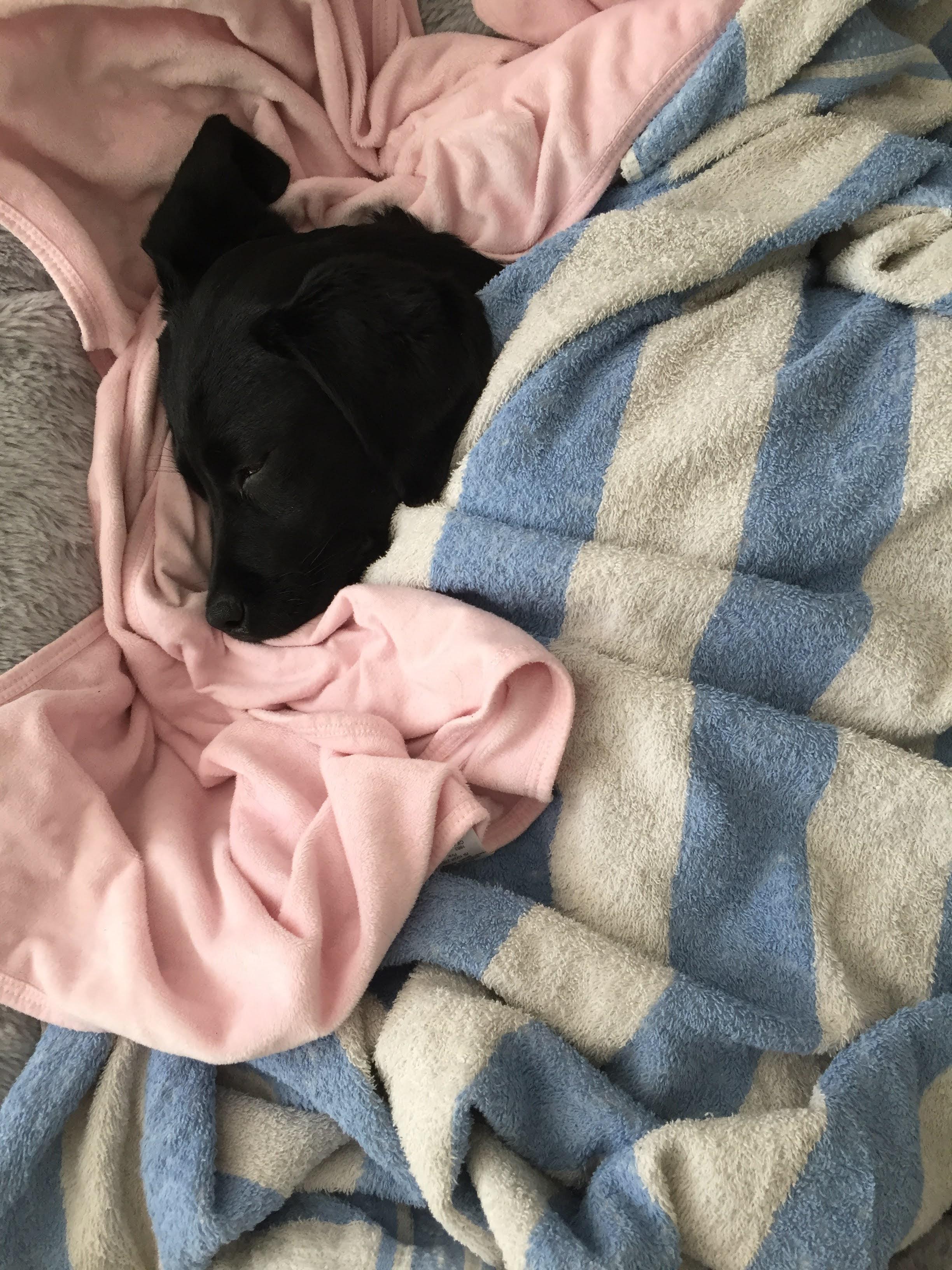 She refuses to sleep without at least 3 blankets. r/TuckedInPuppies